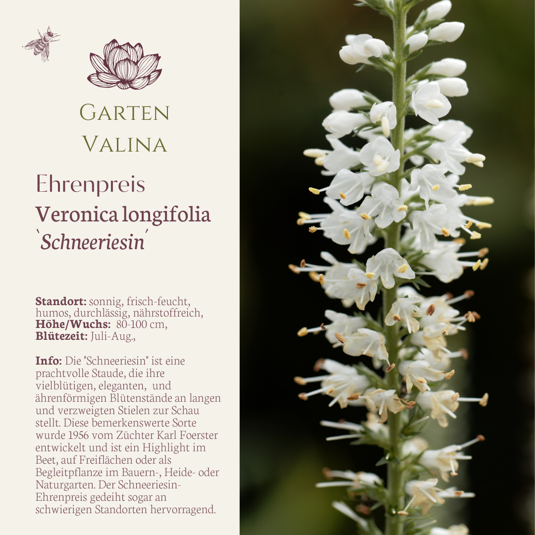 Ehrenpreis `Schneeriesin´