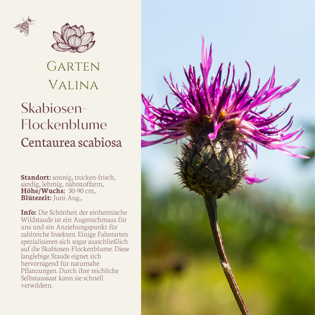 Skabiosen- Flockenblume