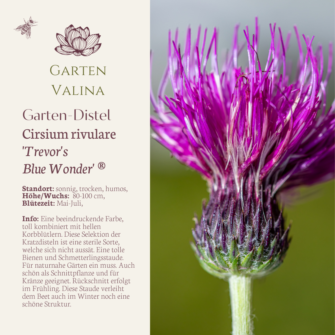Garten-Distel 'Trevor's Blue Wonder' ®