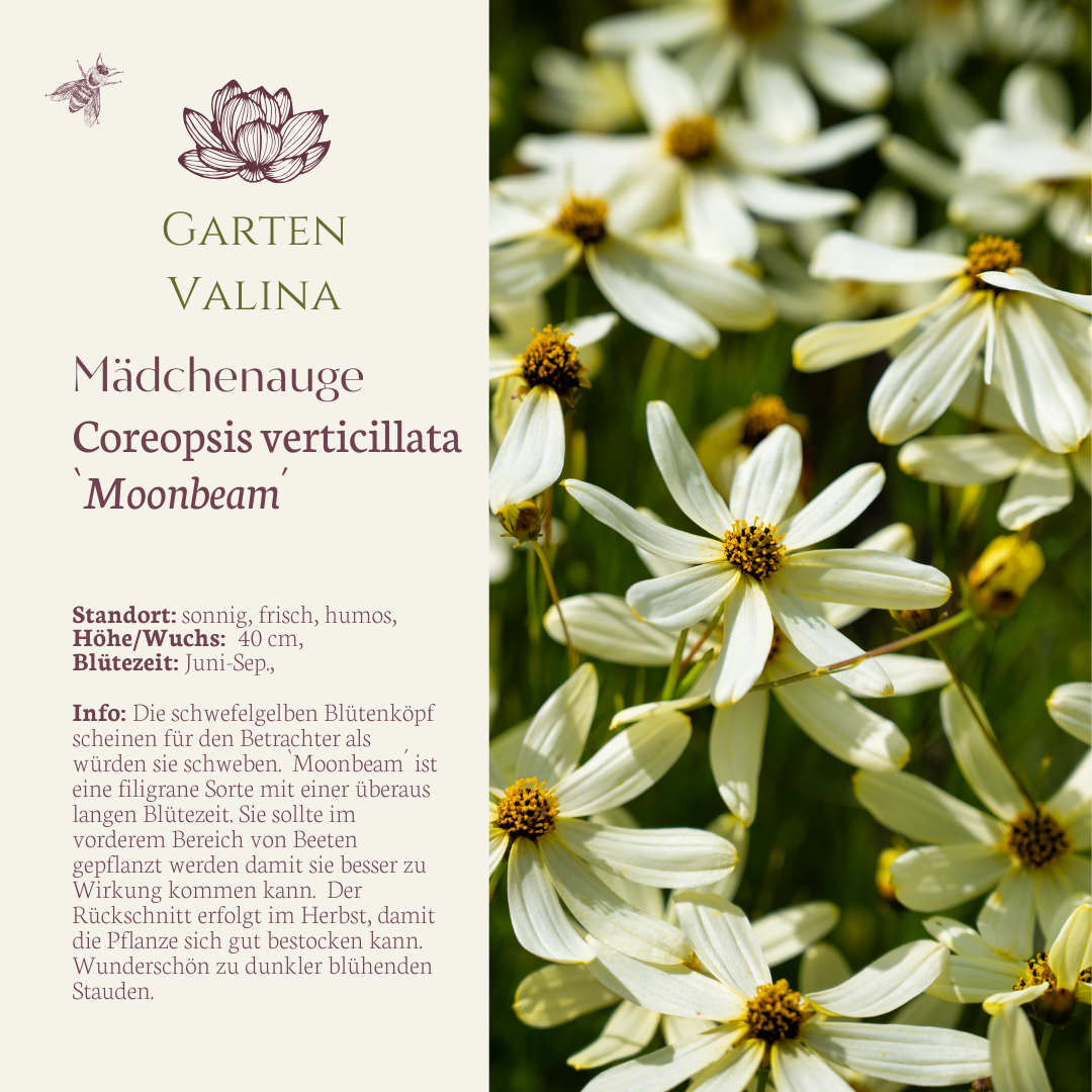 Mädchenauge `Moonbeam´