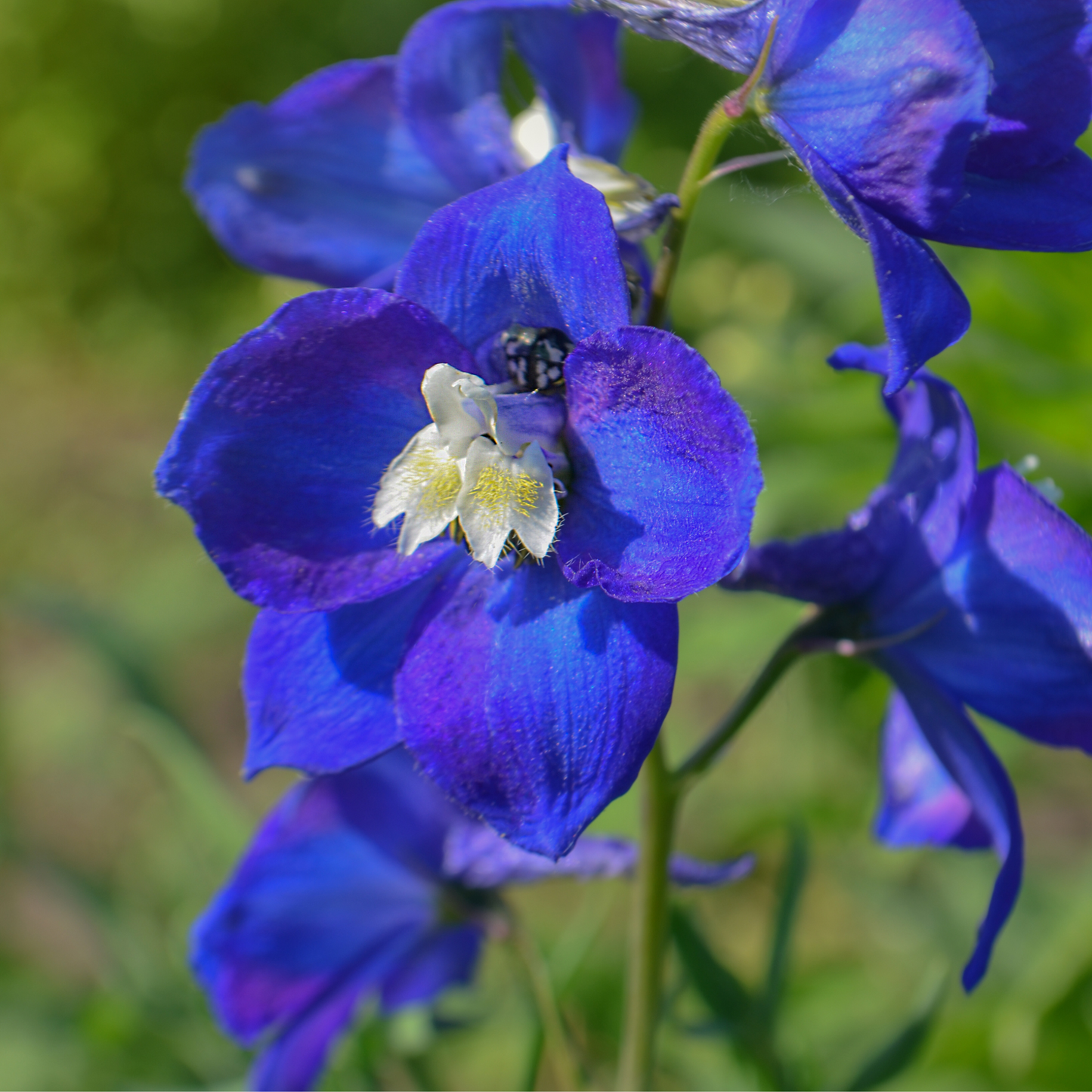 Rittersporn 'Atlantis'