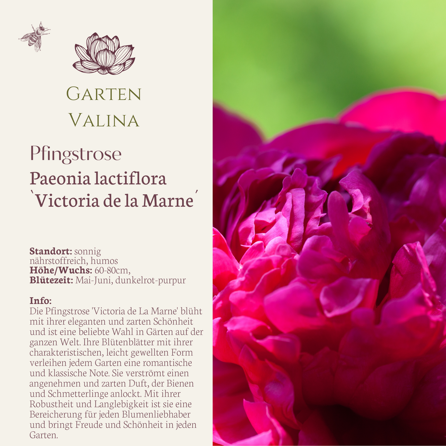 Pfingstrose `Victoria de la Marne´