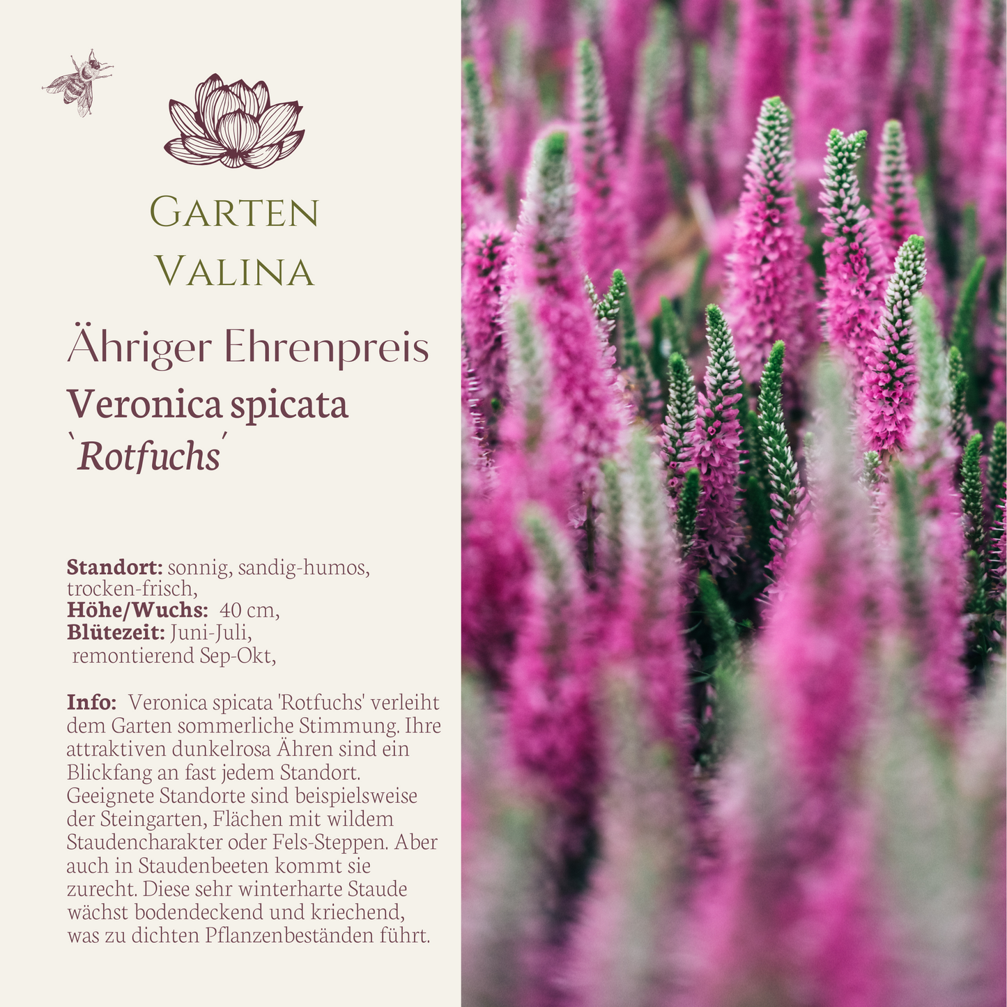 Ehrenpreis `Rotfuchs´