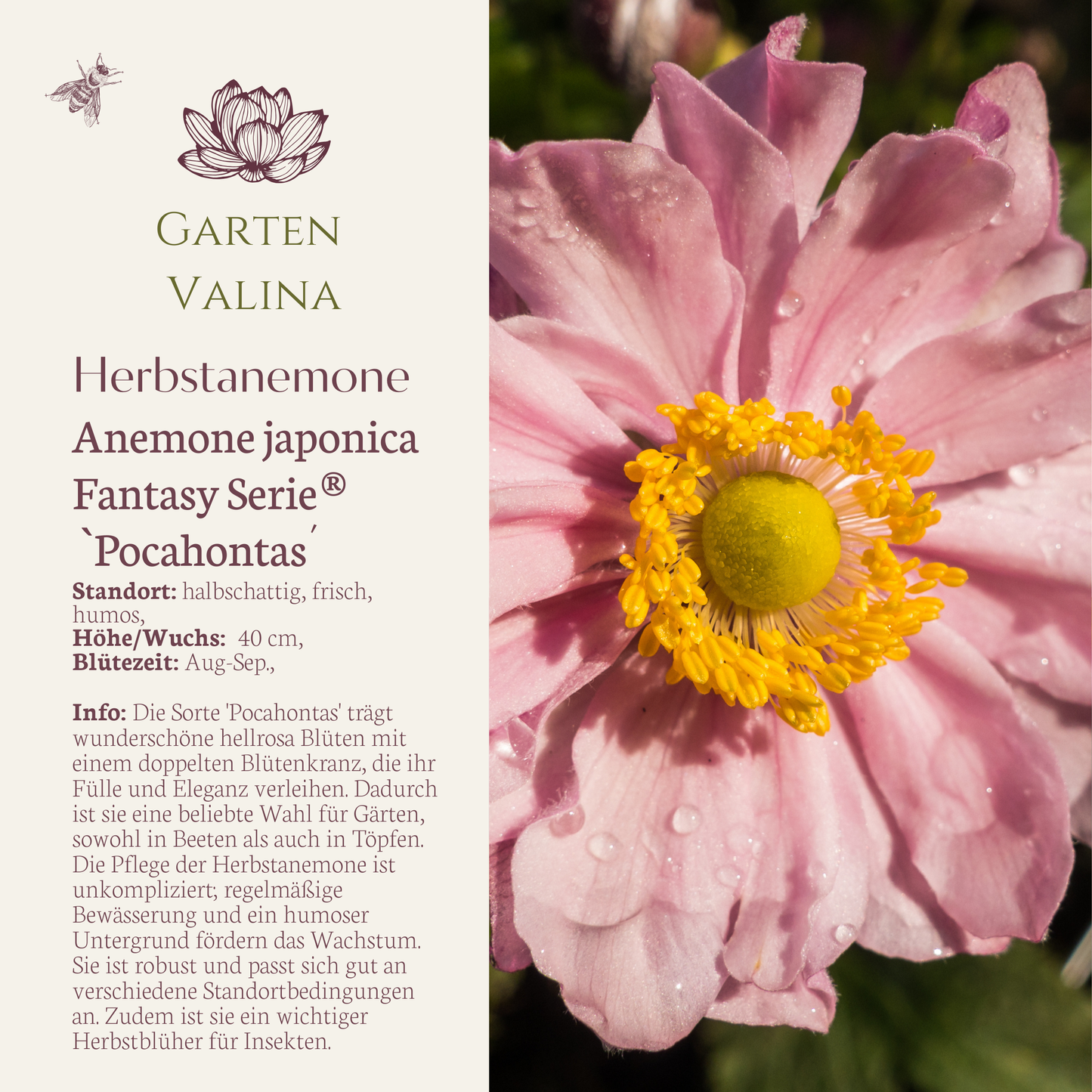 Anemone japonica
Fantasy Serie®
ˋPocahontas´