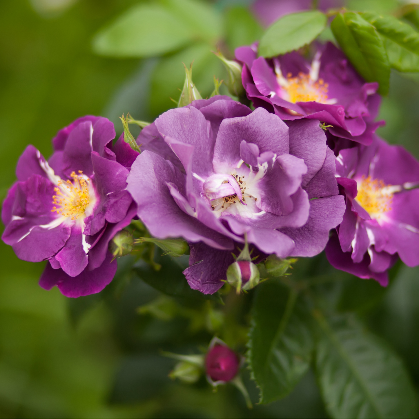 Rose Rambler `Veilchenblau´