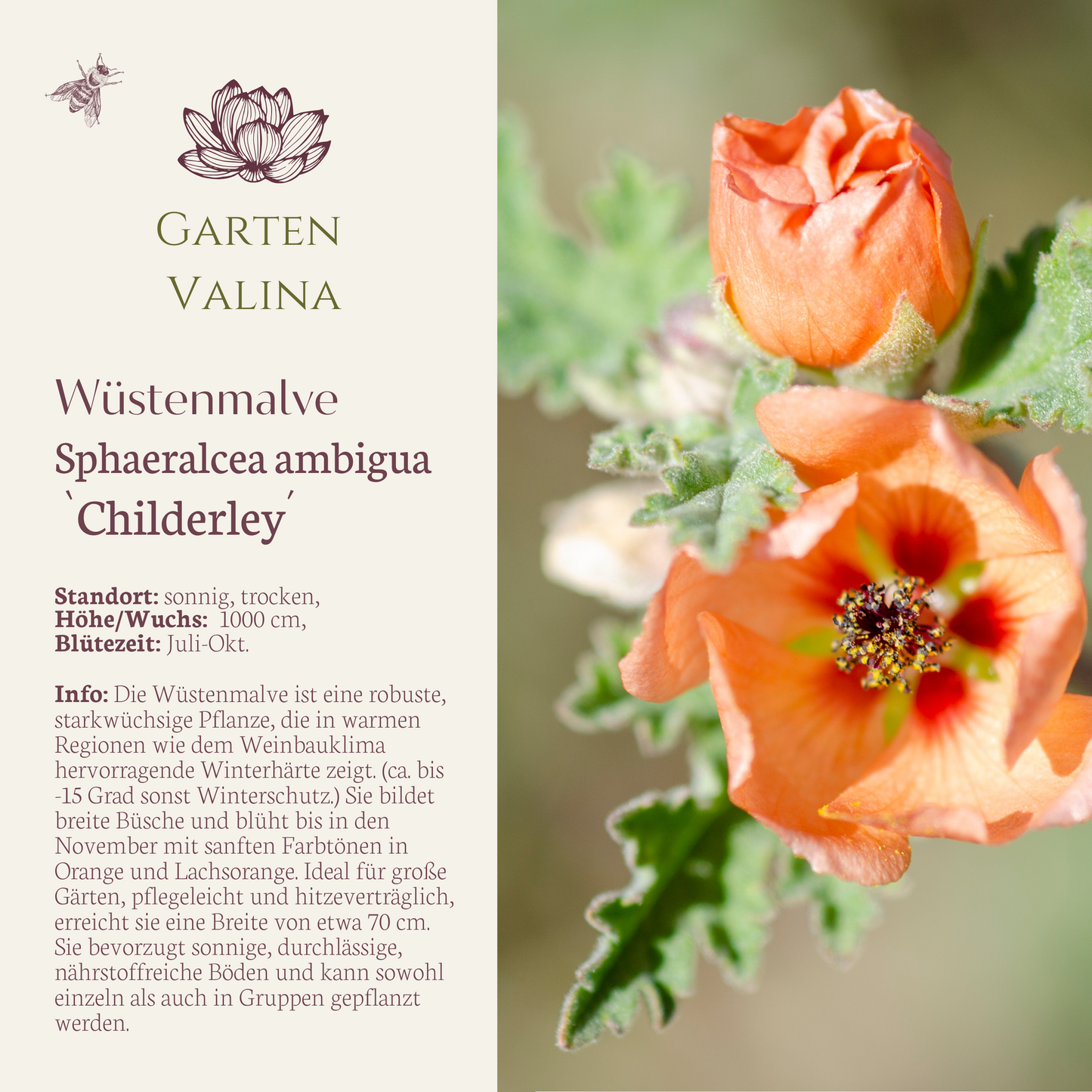 Wüstenmalve 'Childerley'