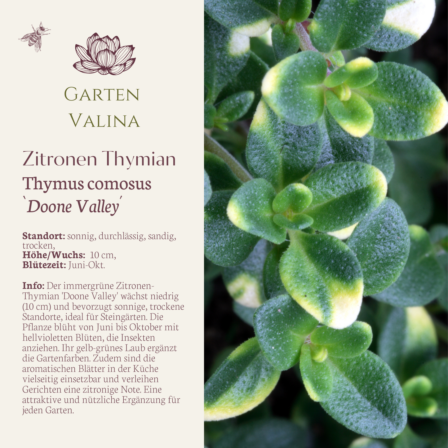 Zitronen Thymian `Doone Valley´