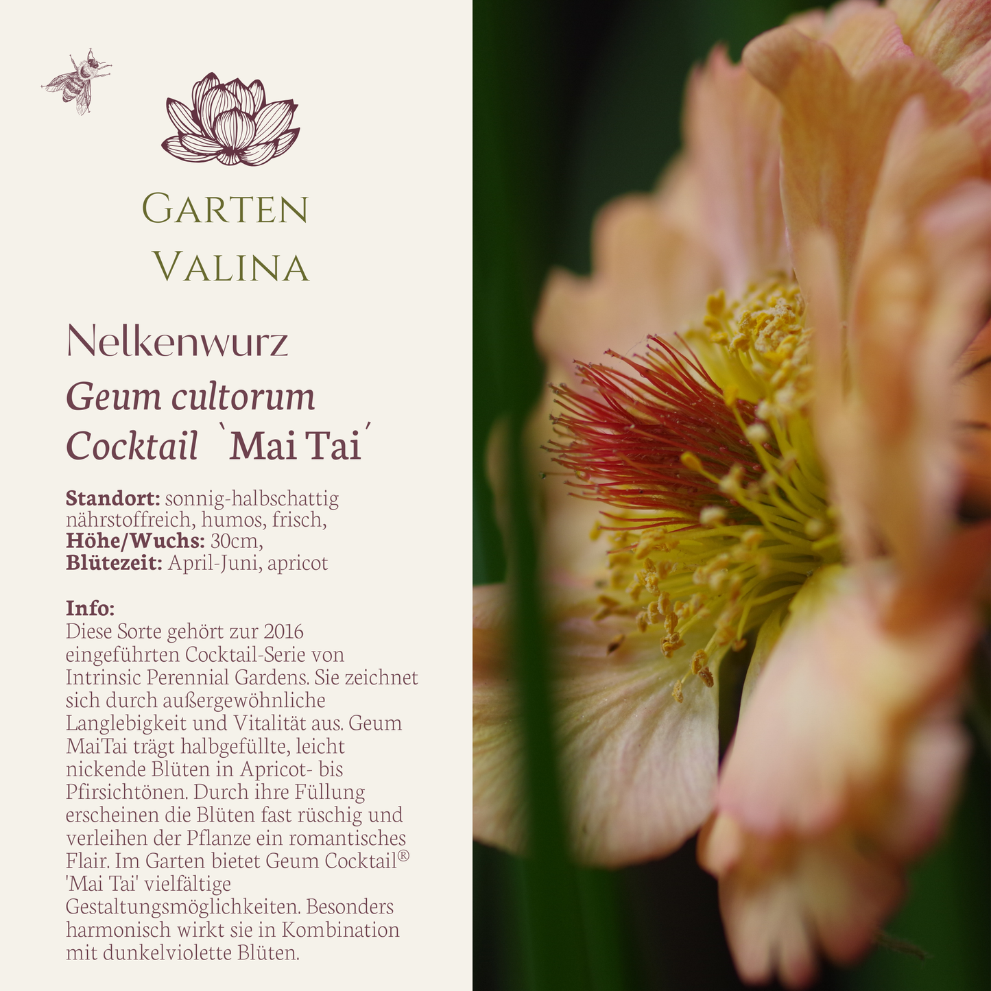 Nelkenwurz `Mai Tai´