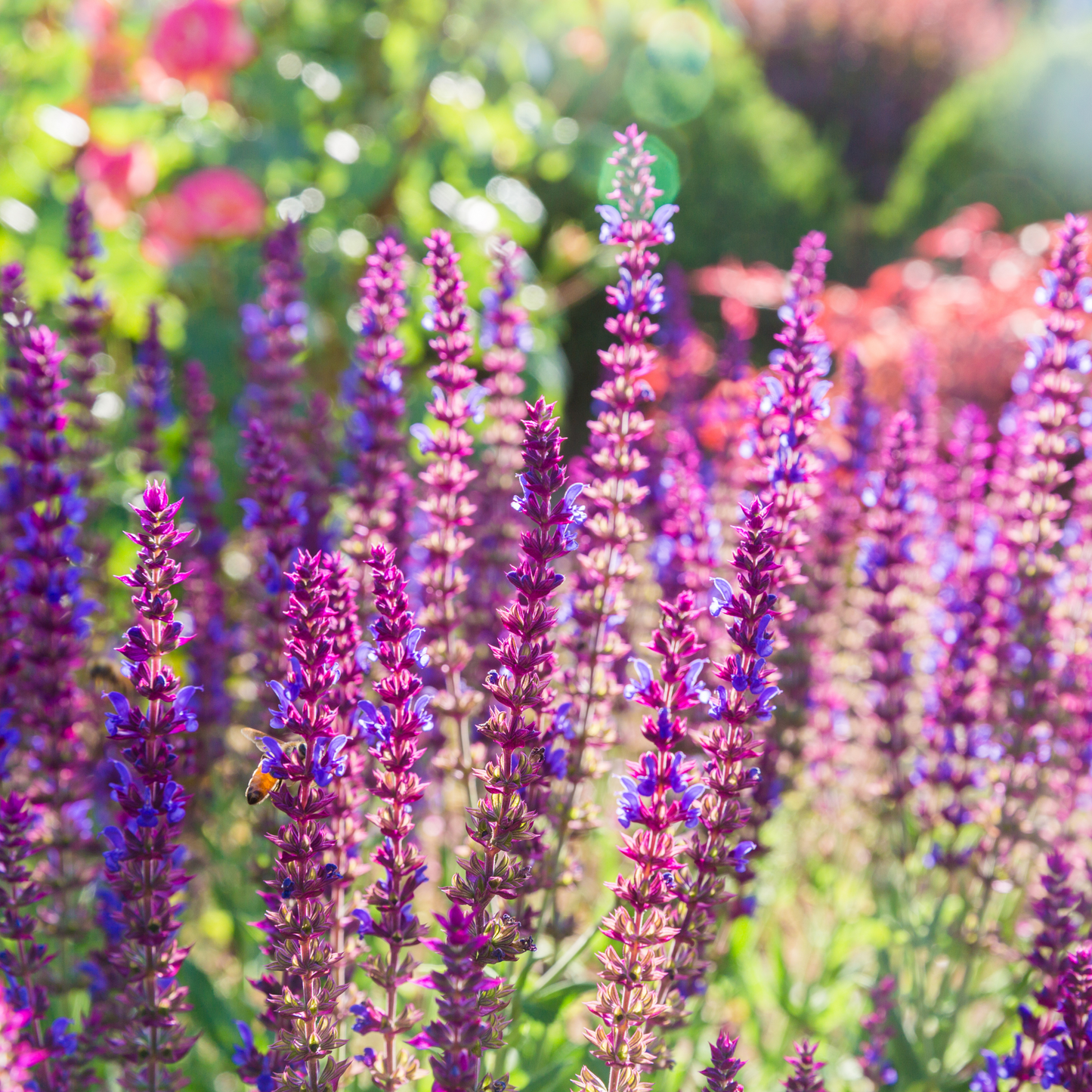 Ziersalbei 'Ostfriesland'