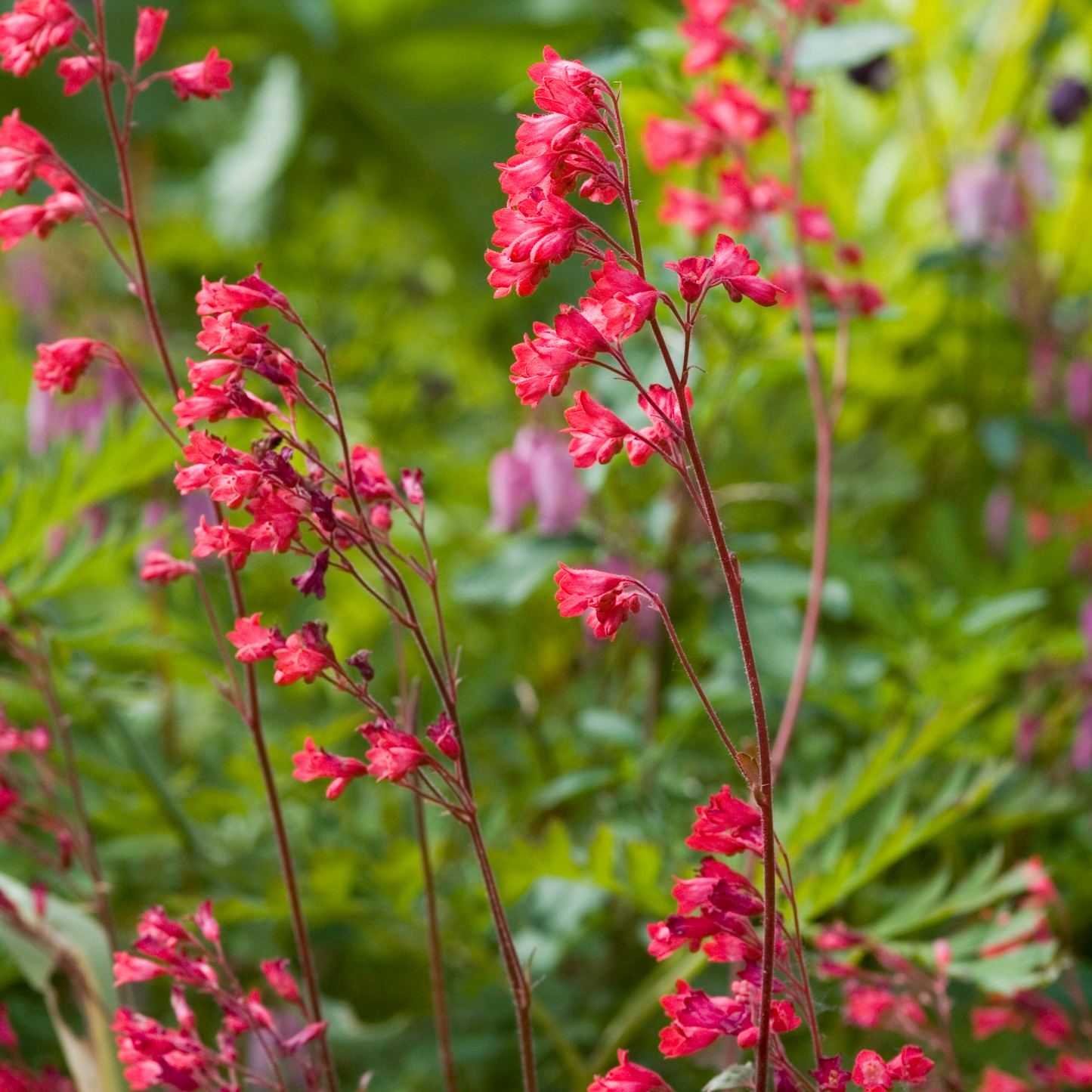 Purpurglöckchen Leuchtkäfer