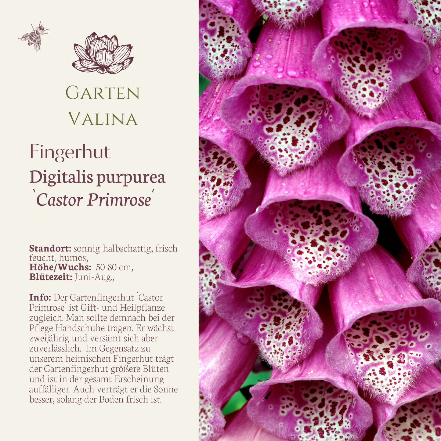 Fingerhut `Castor Primrose´