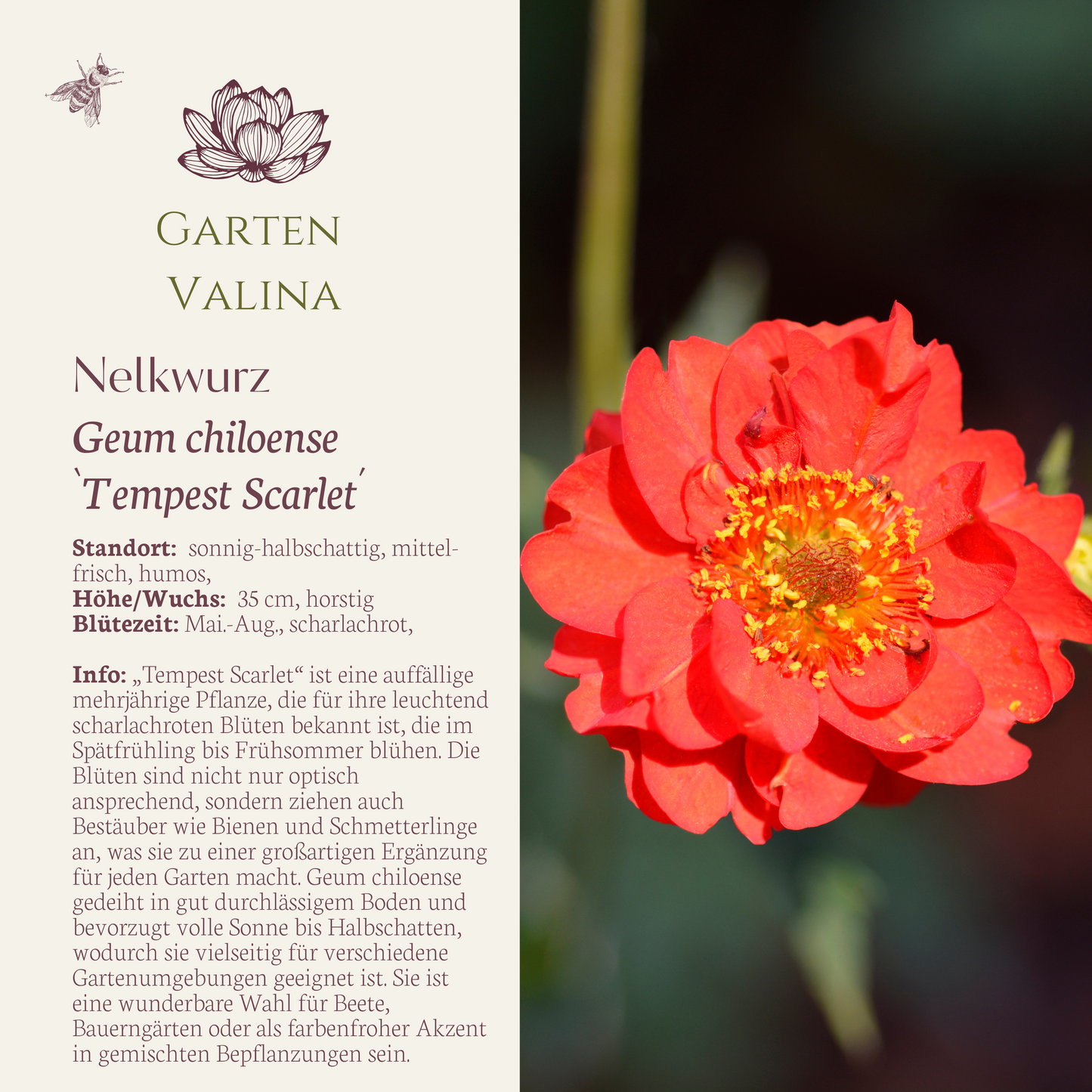 Nelkenwurz `Tempest Scarlet´