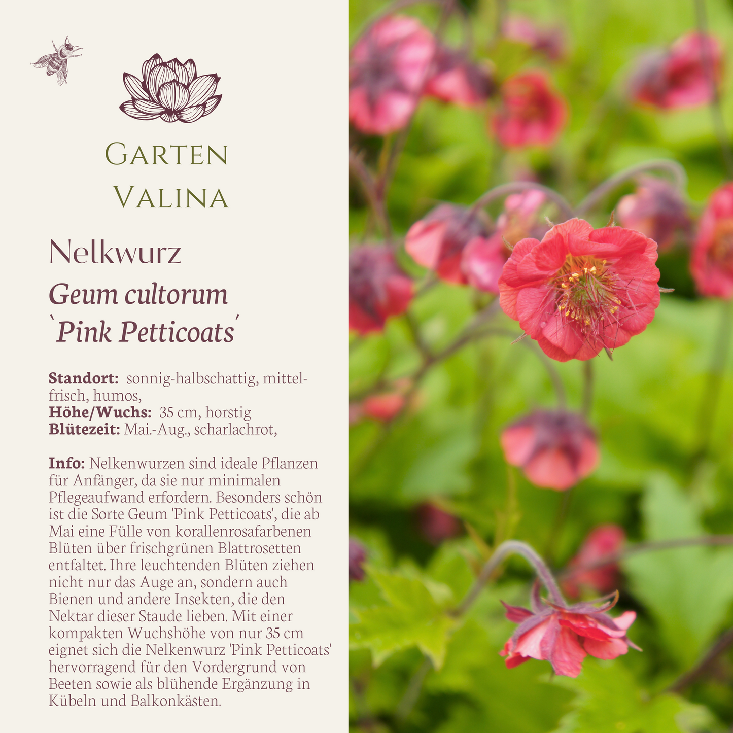 Nelkenwurz `Pink Petticoats´