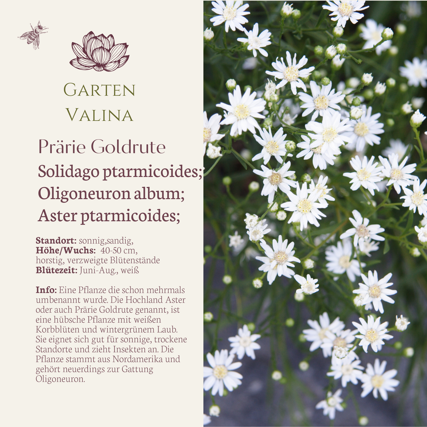 Prärie Goldrute - Hochland Aster