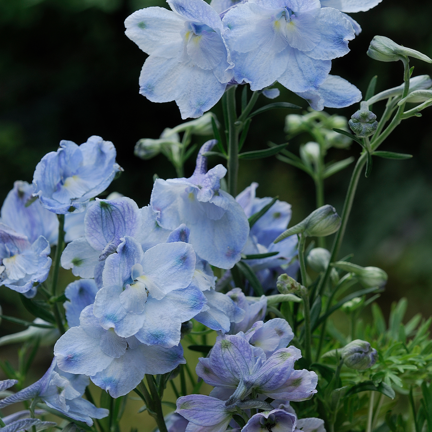 Rittersporn 'Ballkleid'