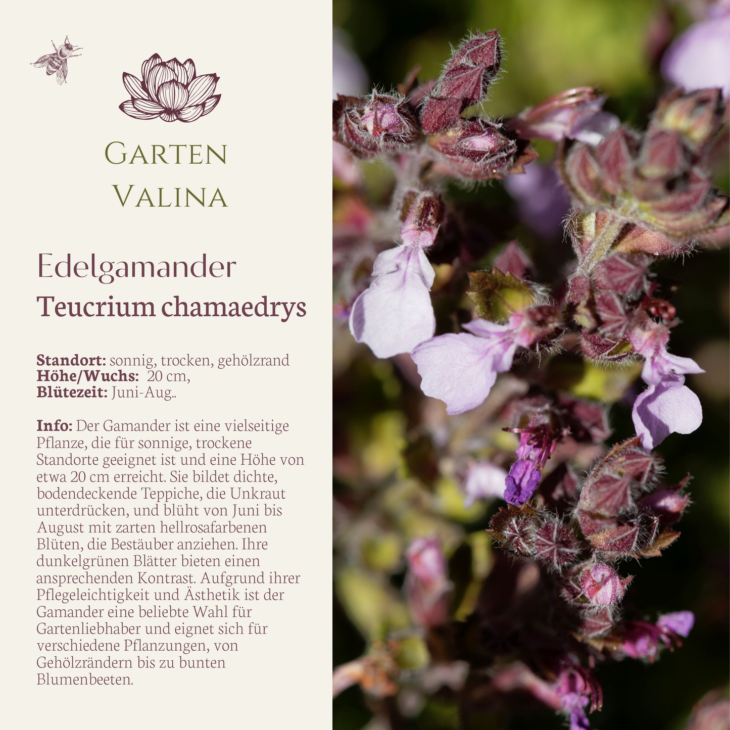 Edelgamander
Teucrium chamaedrys