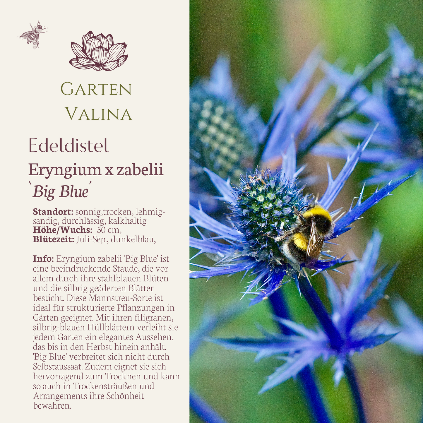 Edeldistel `Big Blue´ - Flachblatt-Mannstreu