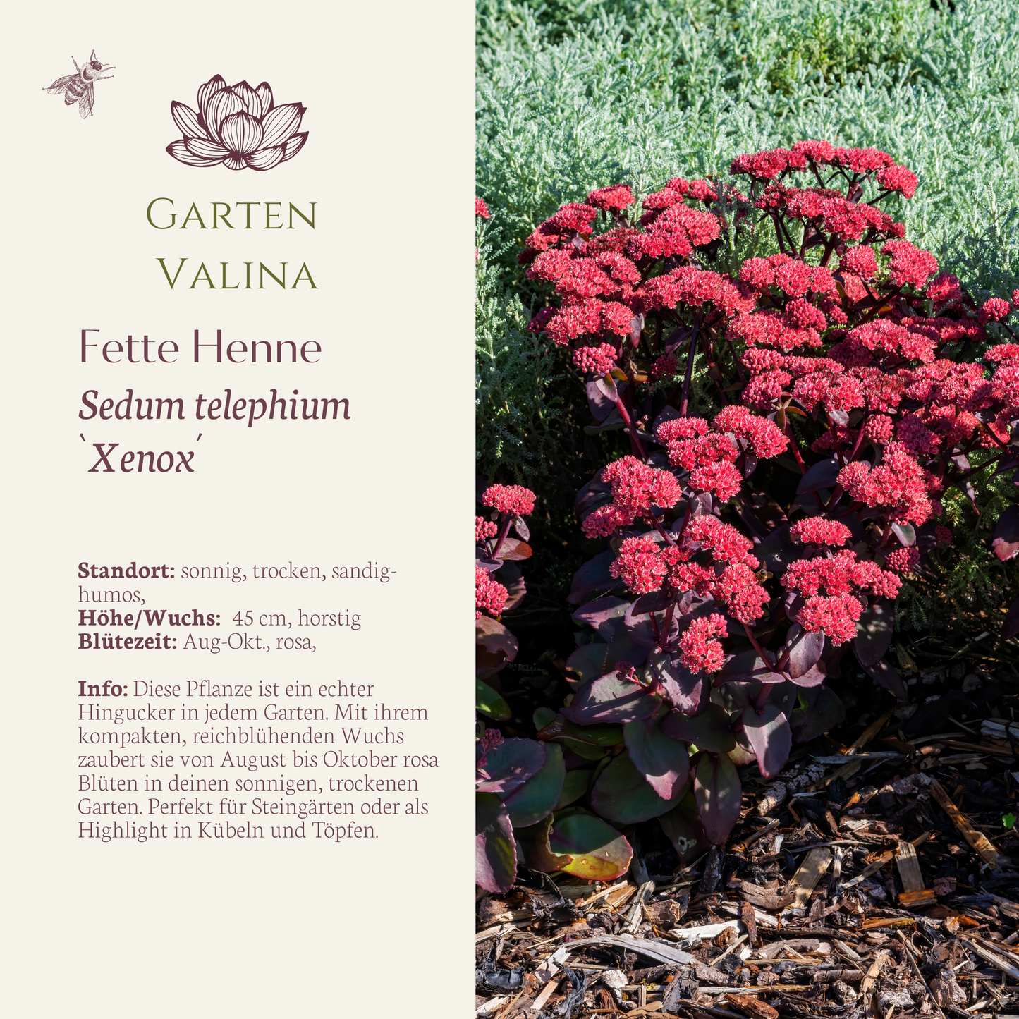 Fette Henne `Xenox´