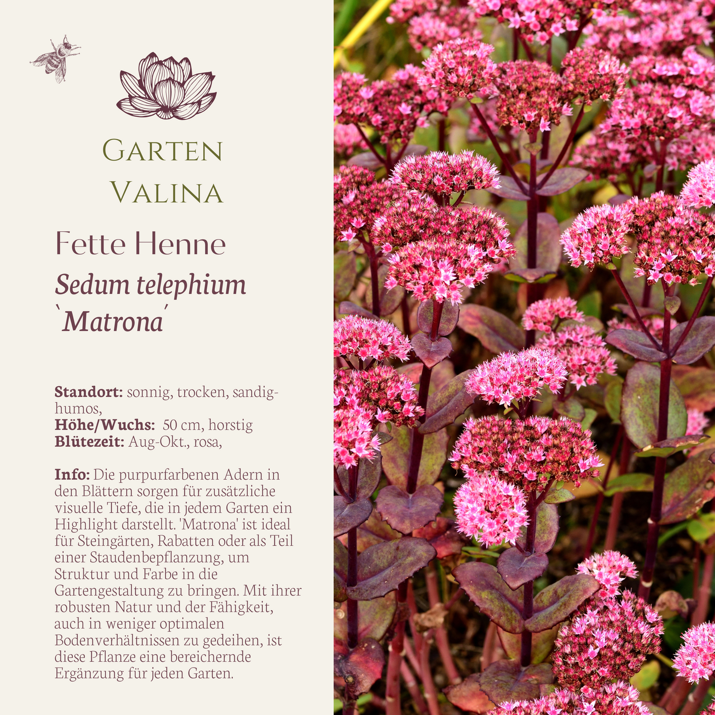 Hohe Fetthenne `Matrona´