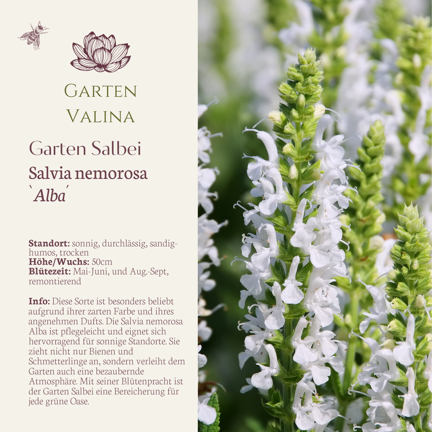 Gartensalbei ` Alba´