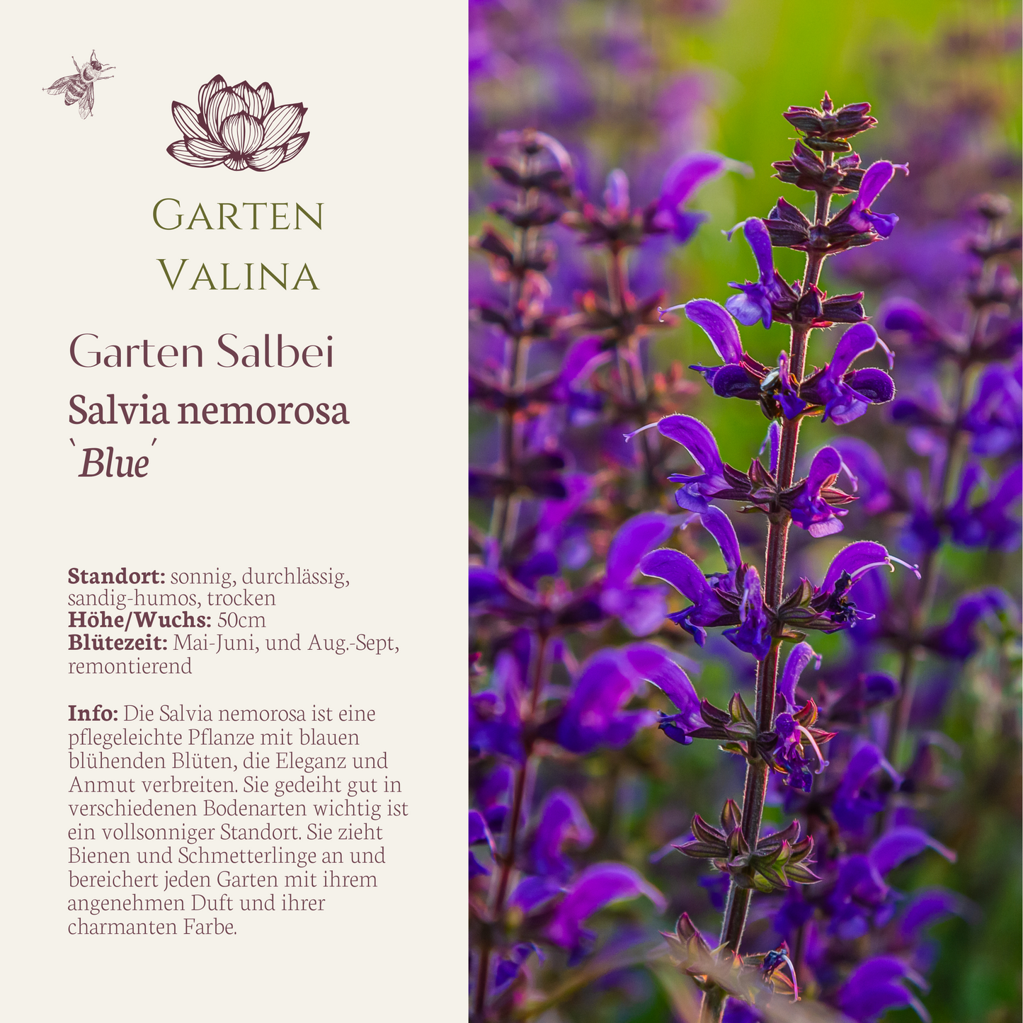 Gartensalbei `Blue´