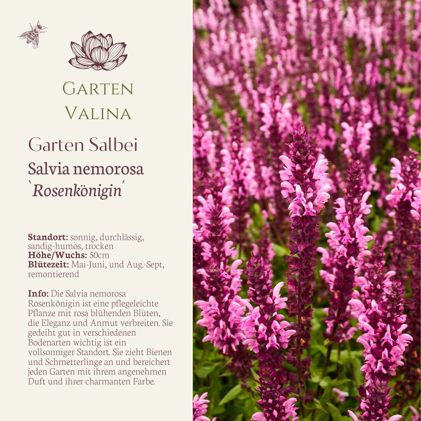 Gartensalbei `Rosenkönigin´