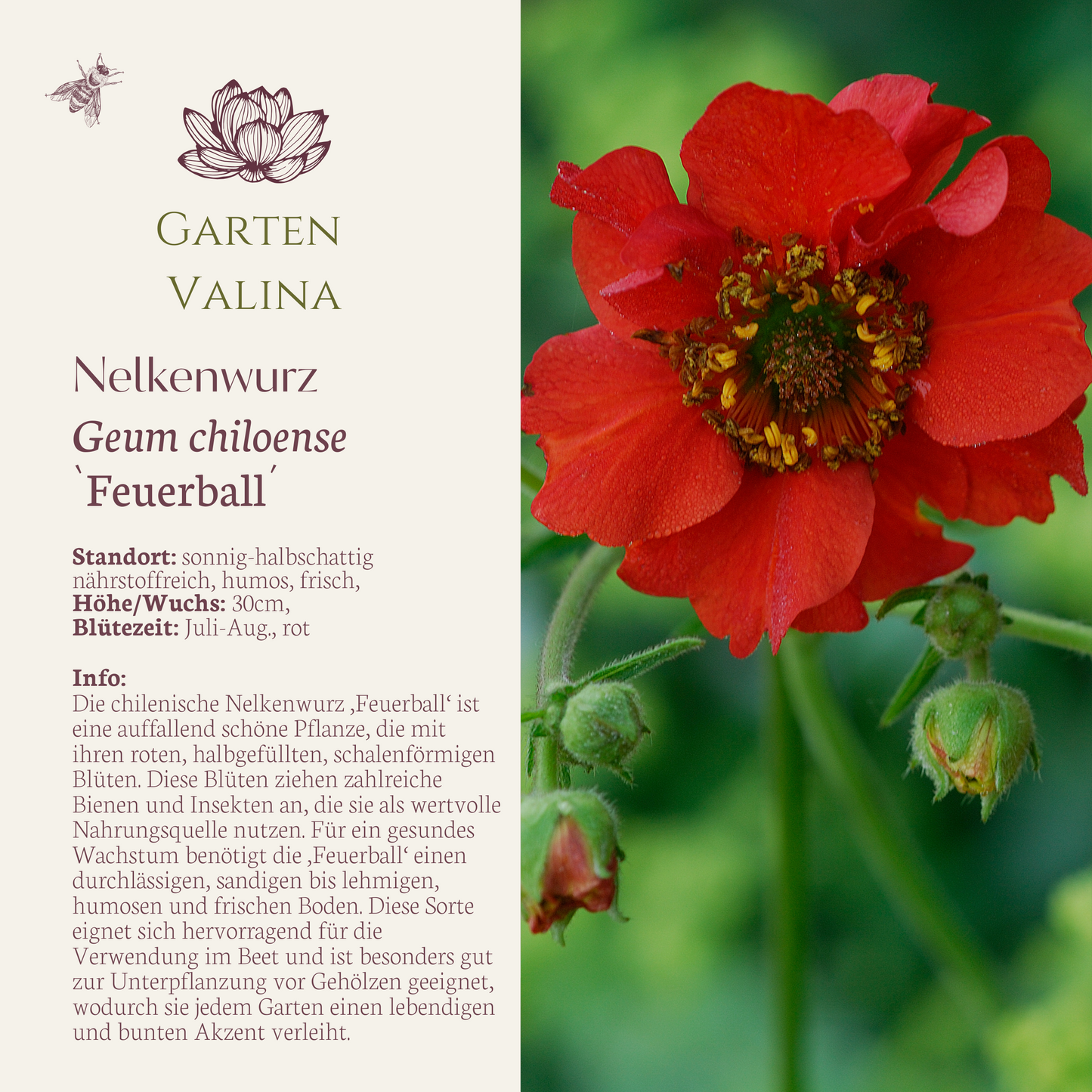 Nelkenwurz `Feuerball´