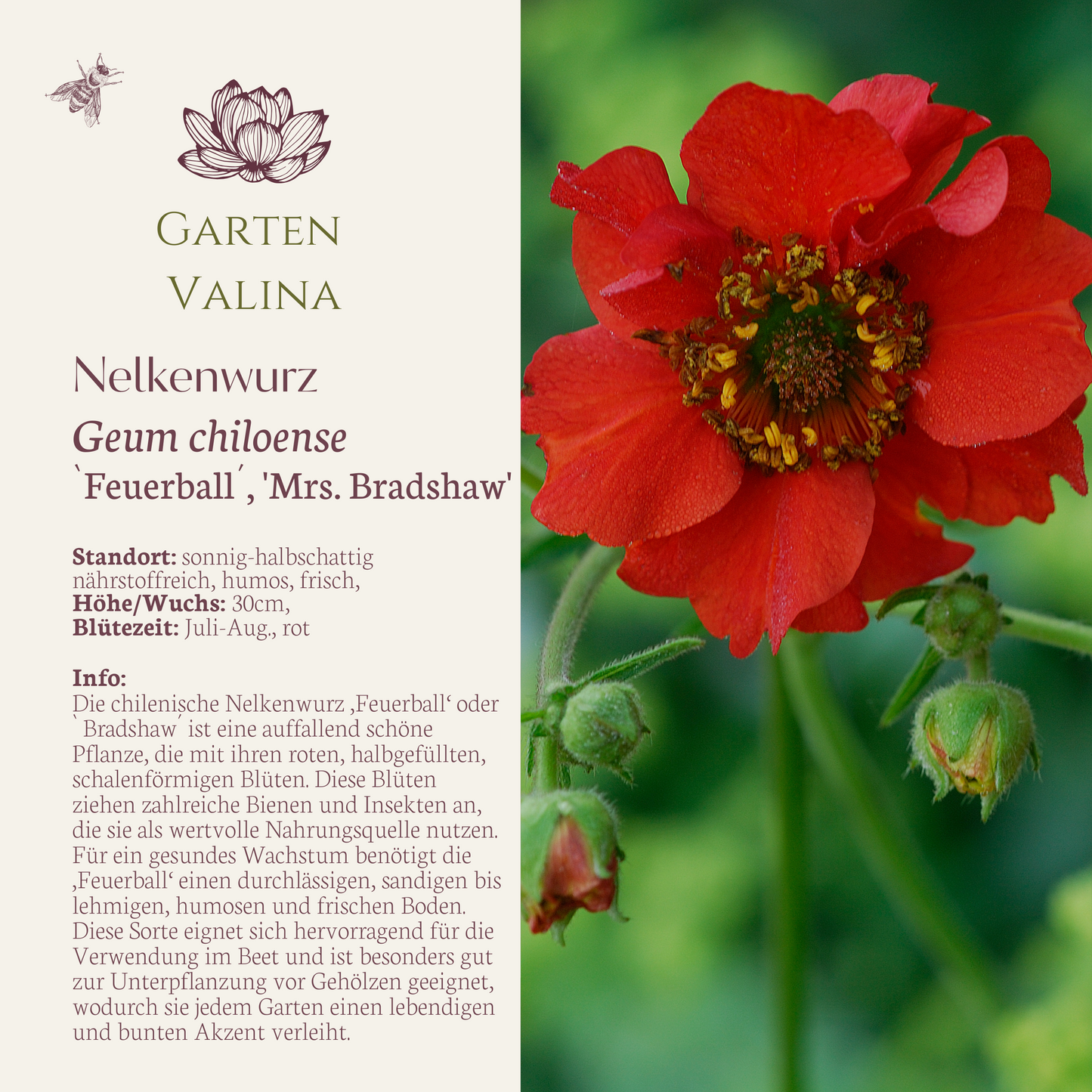 Nelkwurz Geum chiloense 'Mrs. Bradshaw' / 'Feuerball'