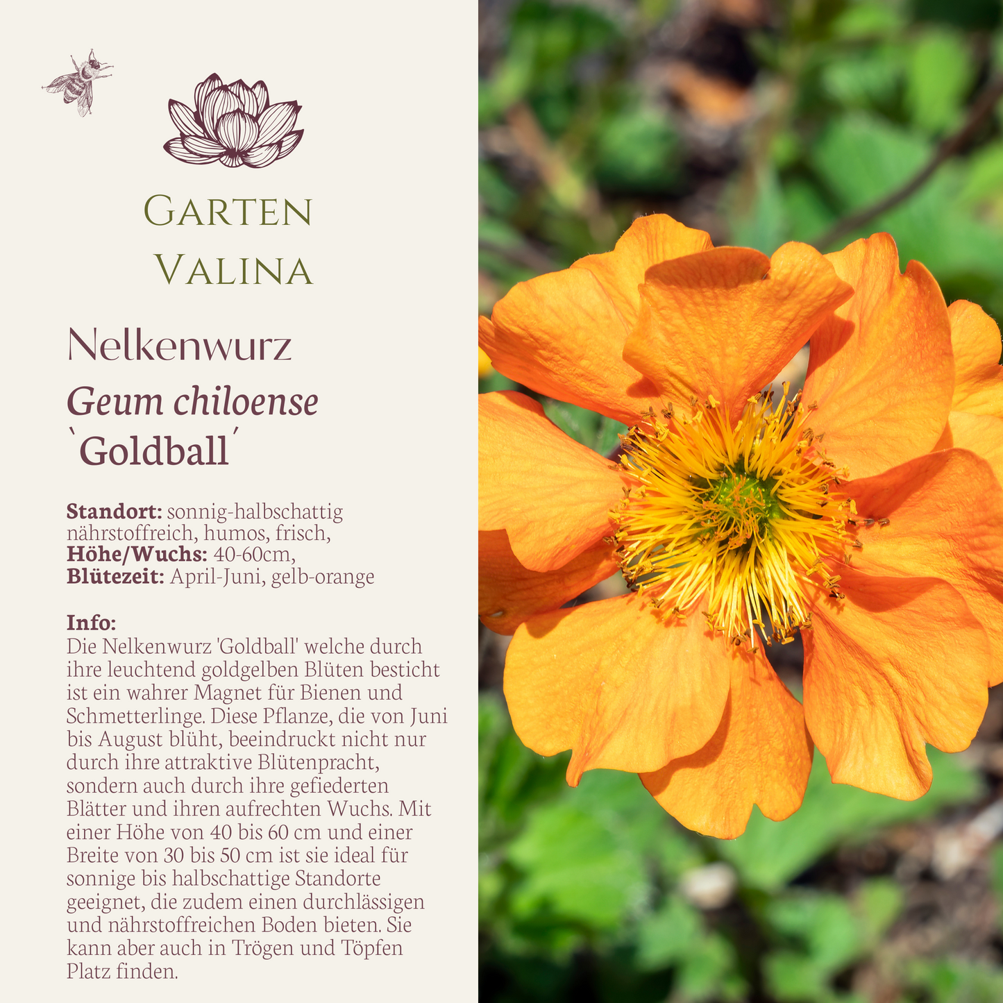 Nelkenwurz `Goldball´