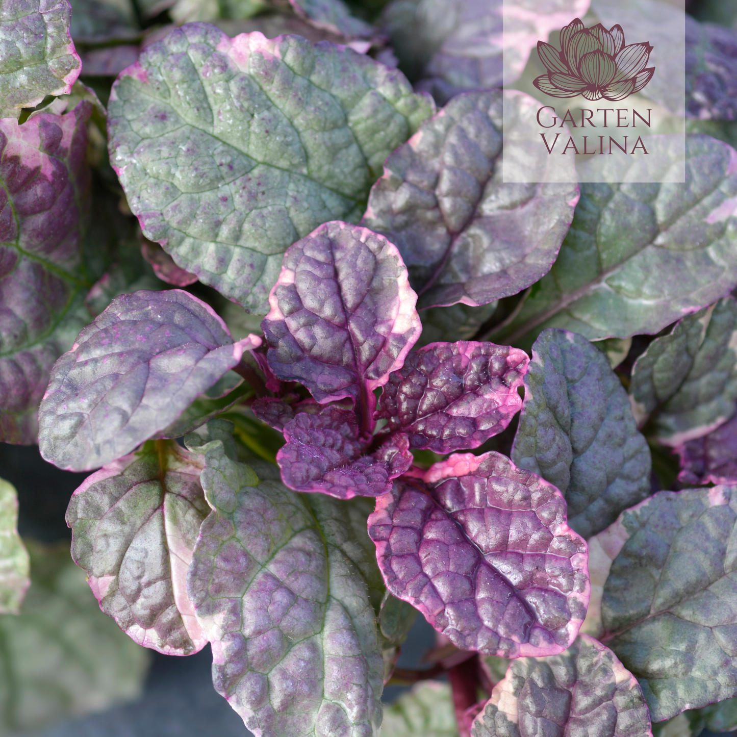 Günsel 'Burgundy Glow'