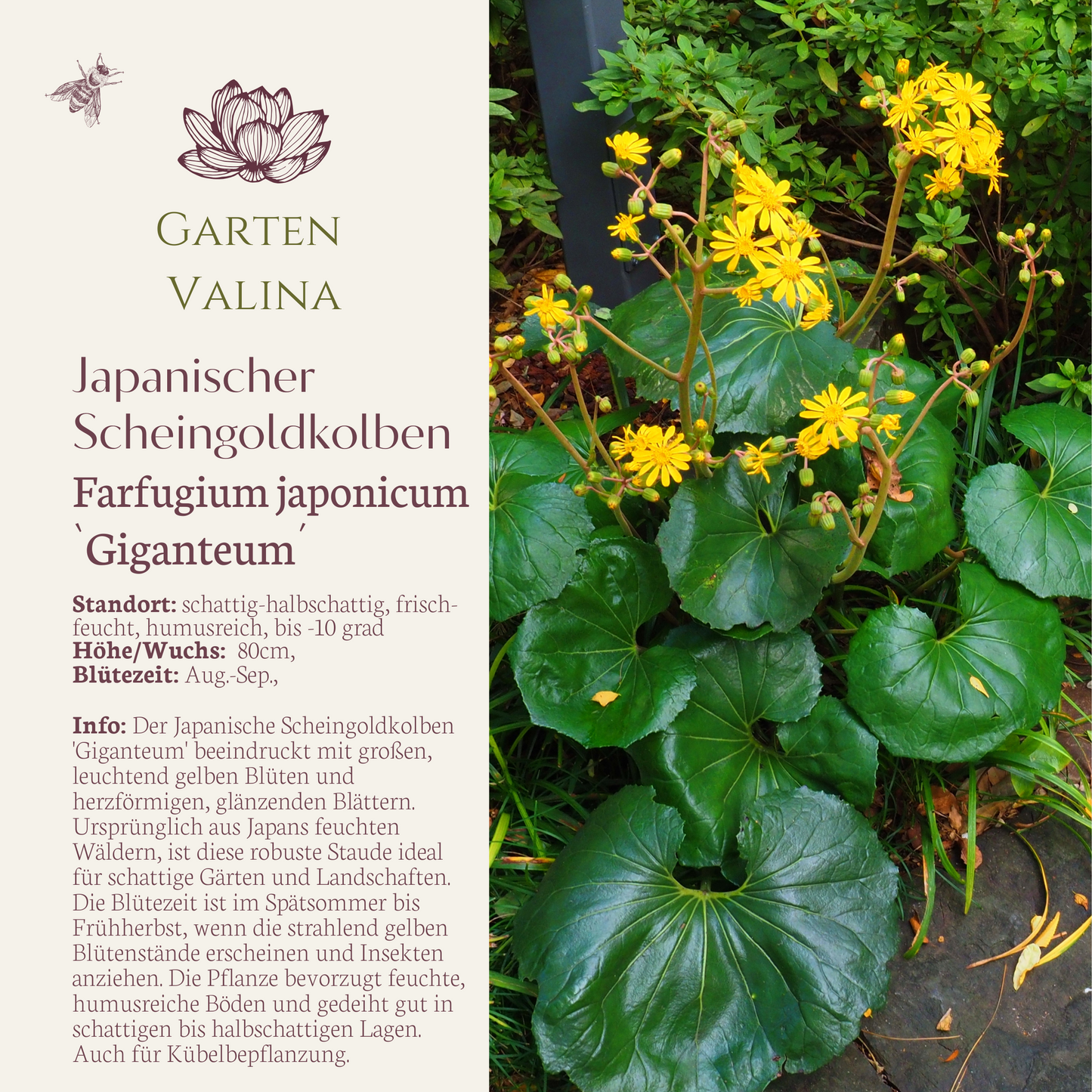 Japanische Scheingoldkolben 'Giganteum'