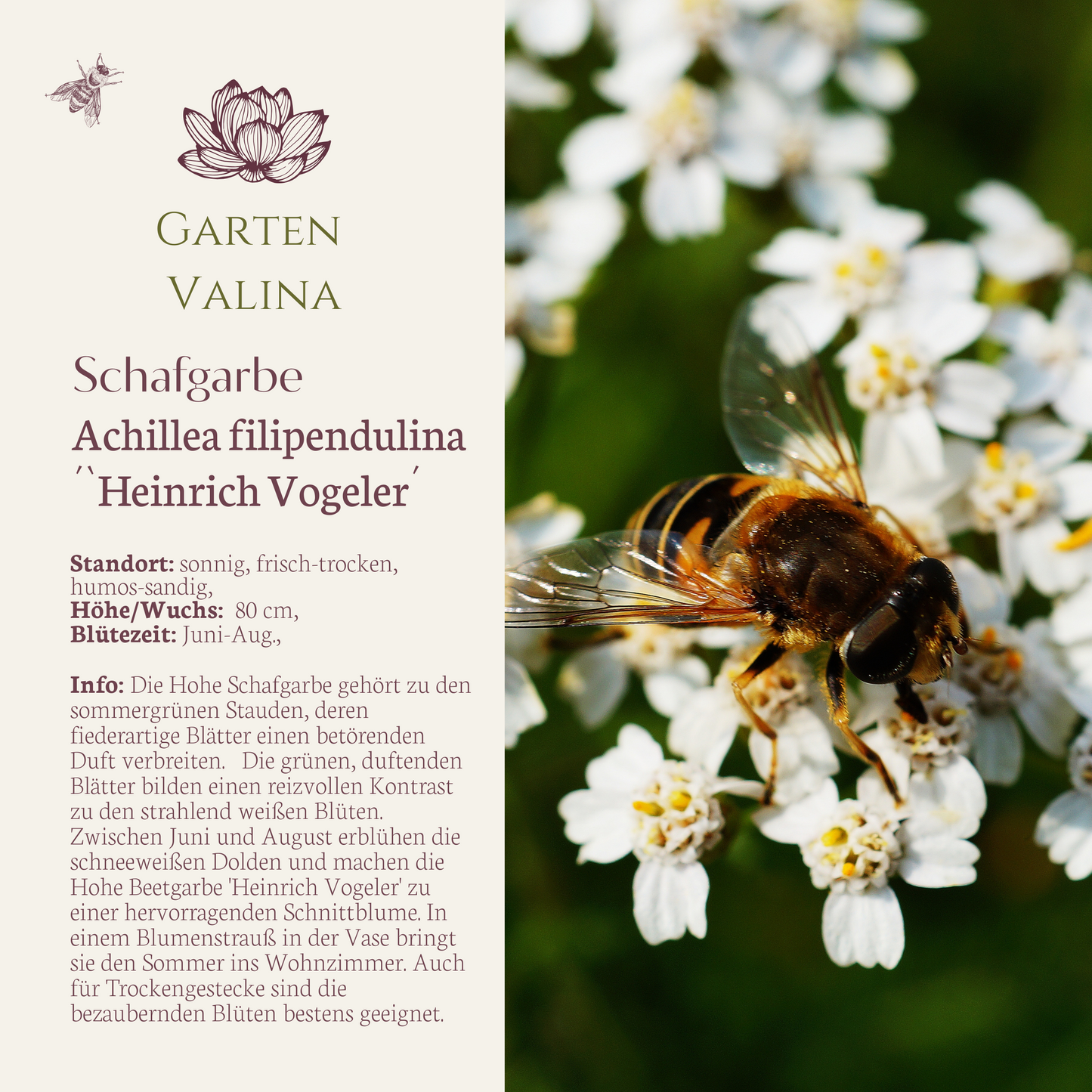 Schafgarbe `Heinrich Vogeler´