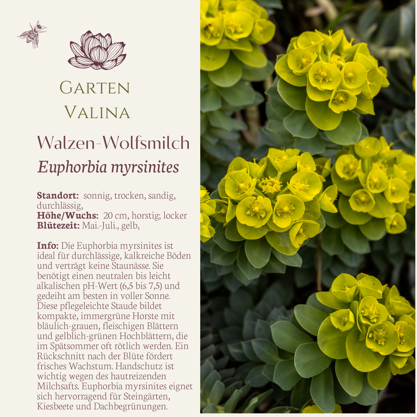 Walzen Wolfsmilch