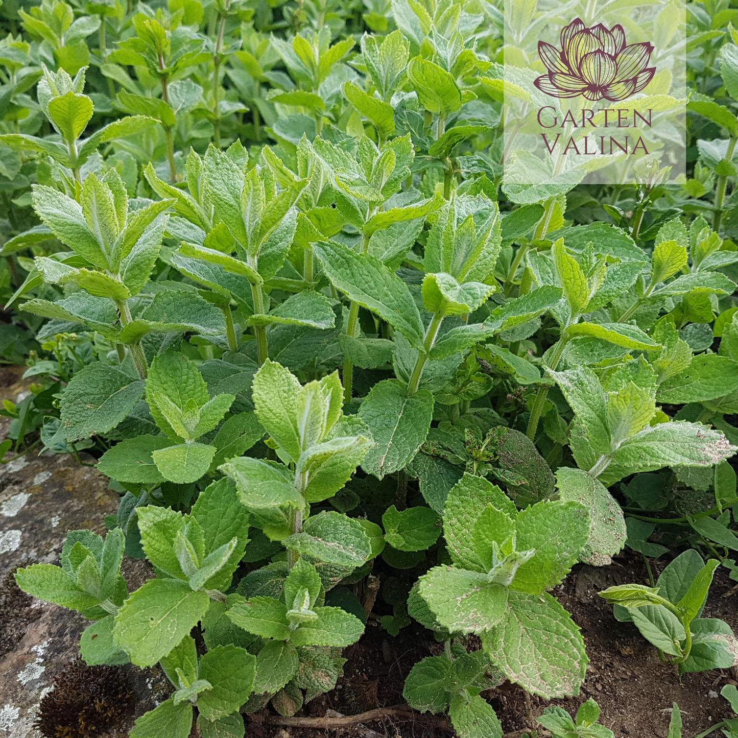 Minze 'Bowles Apfelminze'