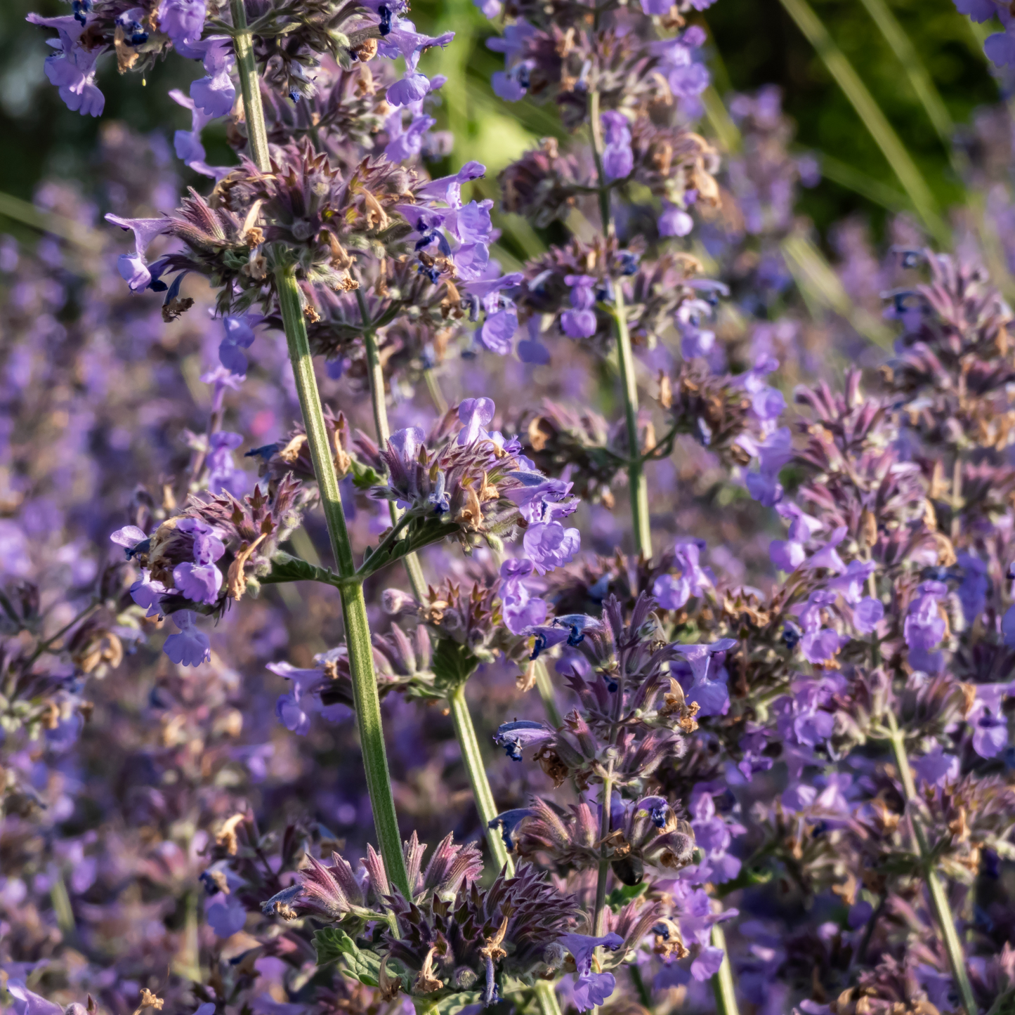 Katzenminze `Walkers Low´