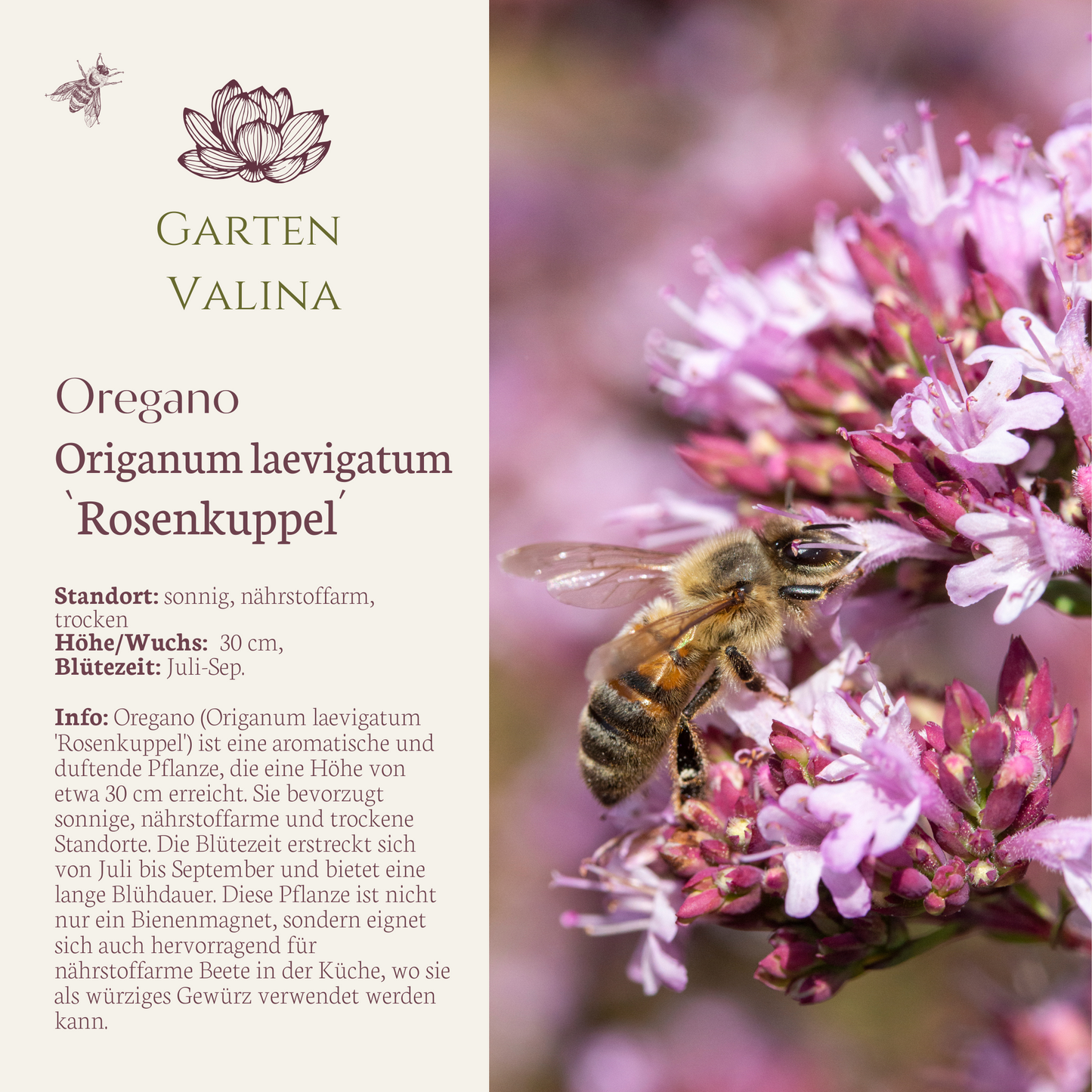 Oregano Rosenkuppel