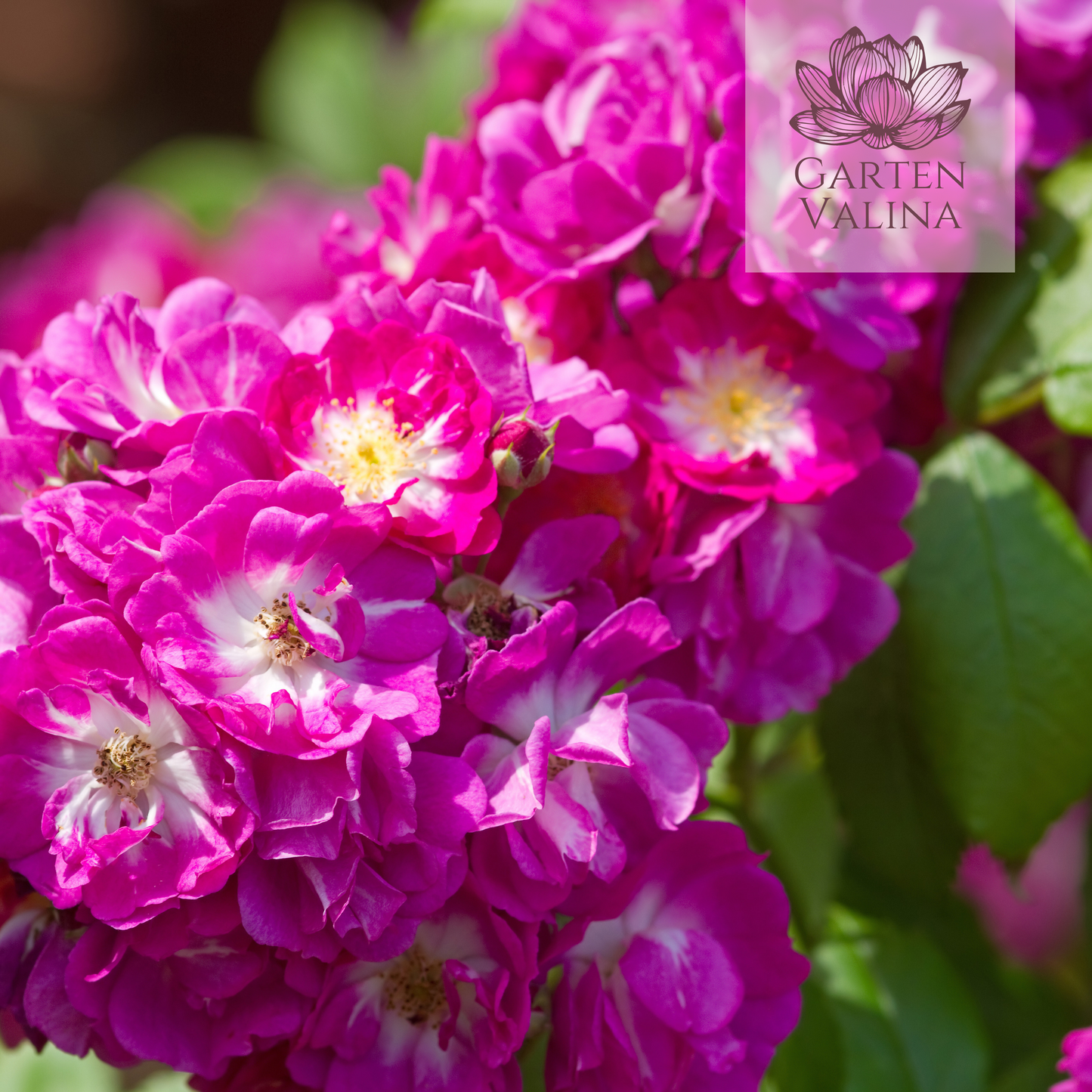 Ramblerrose `Perennial Blue‘