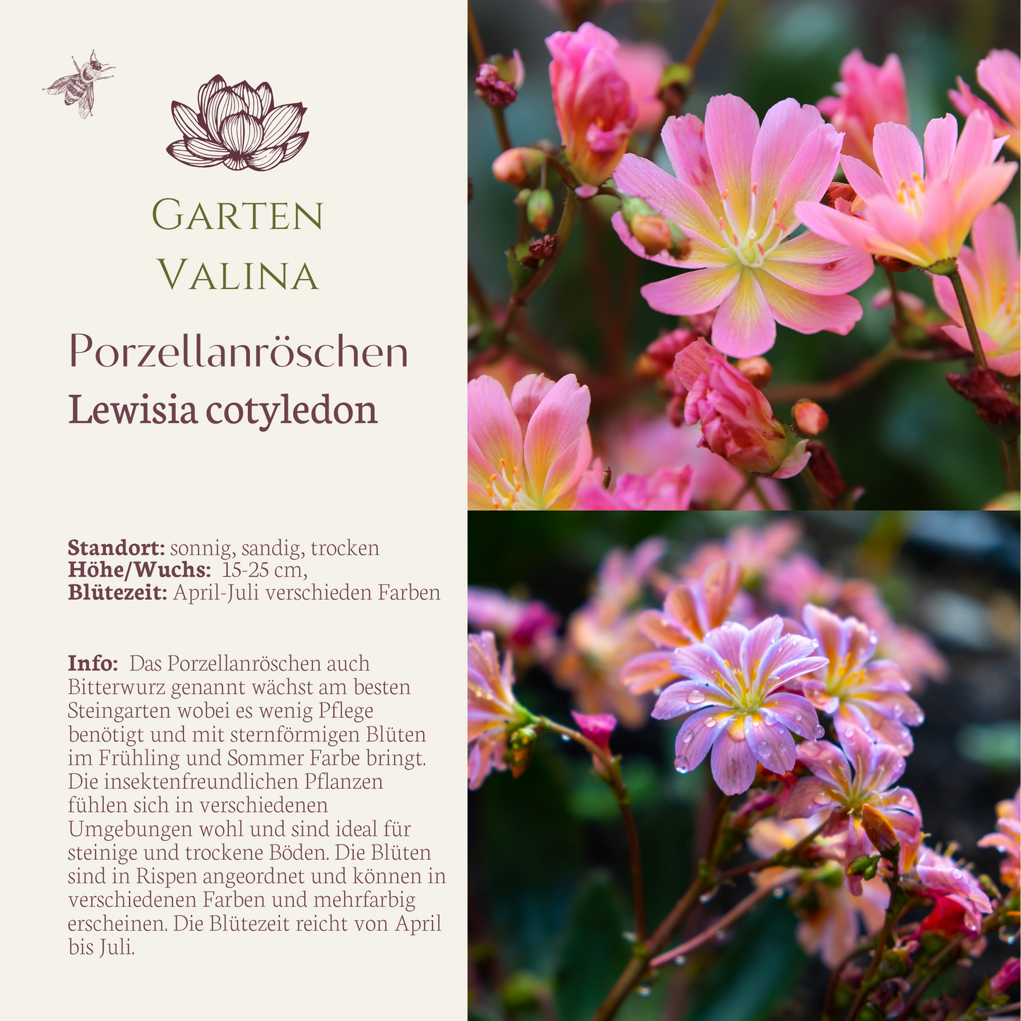 Porzellanröschen
