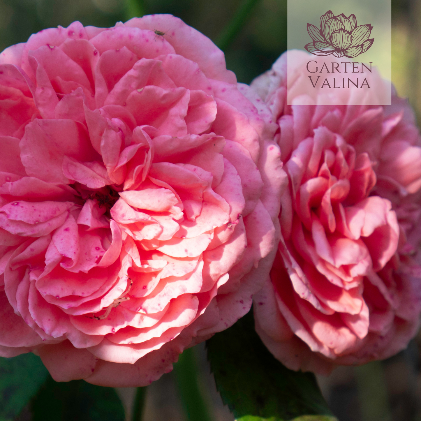 Rosa Engl. `Gertrude Jekyll´