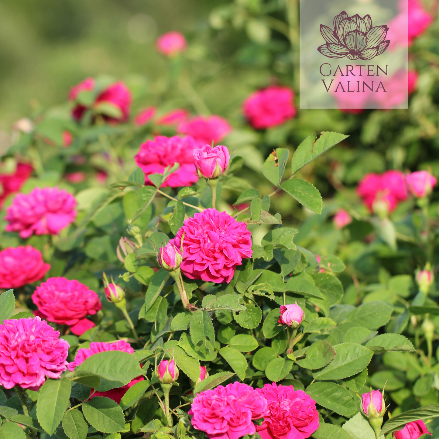 Historische Rose `Rose de Resht´