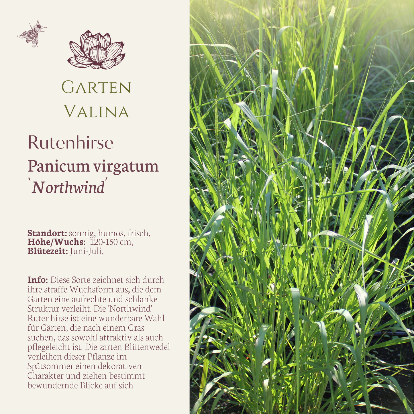 Rutenhirse'Northwind'