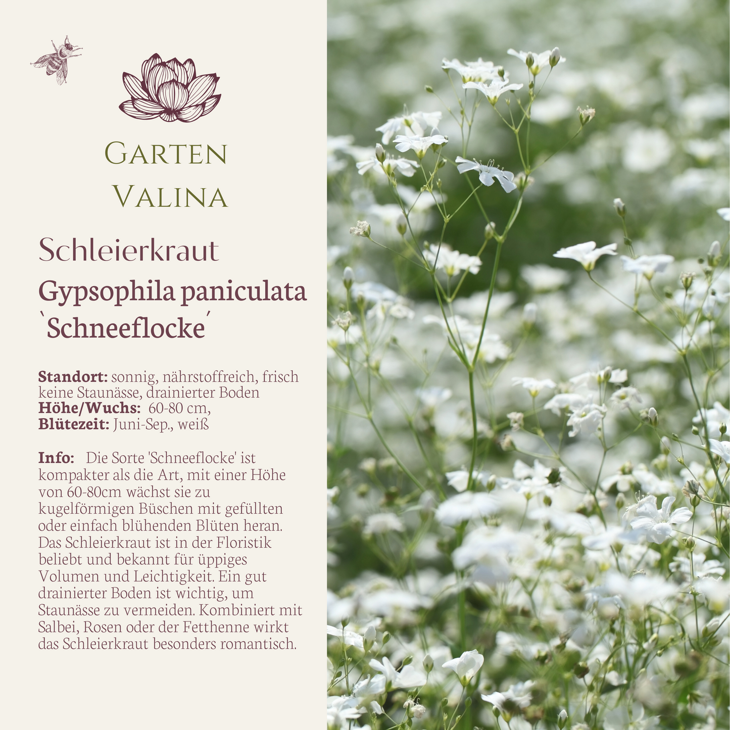 Schleierkraut `Schneeflocke´