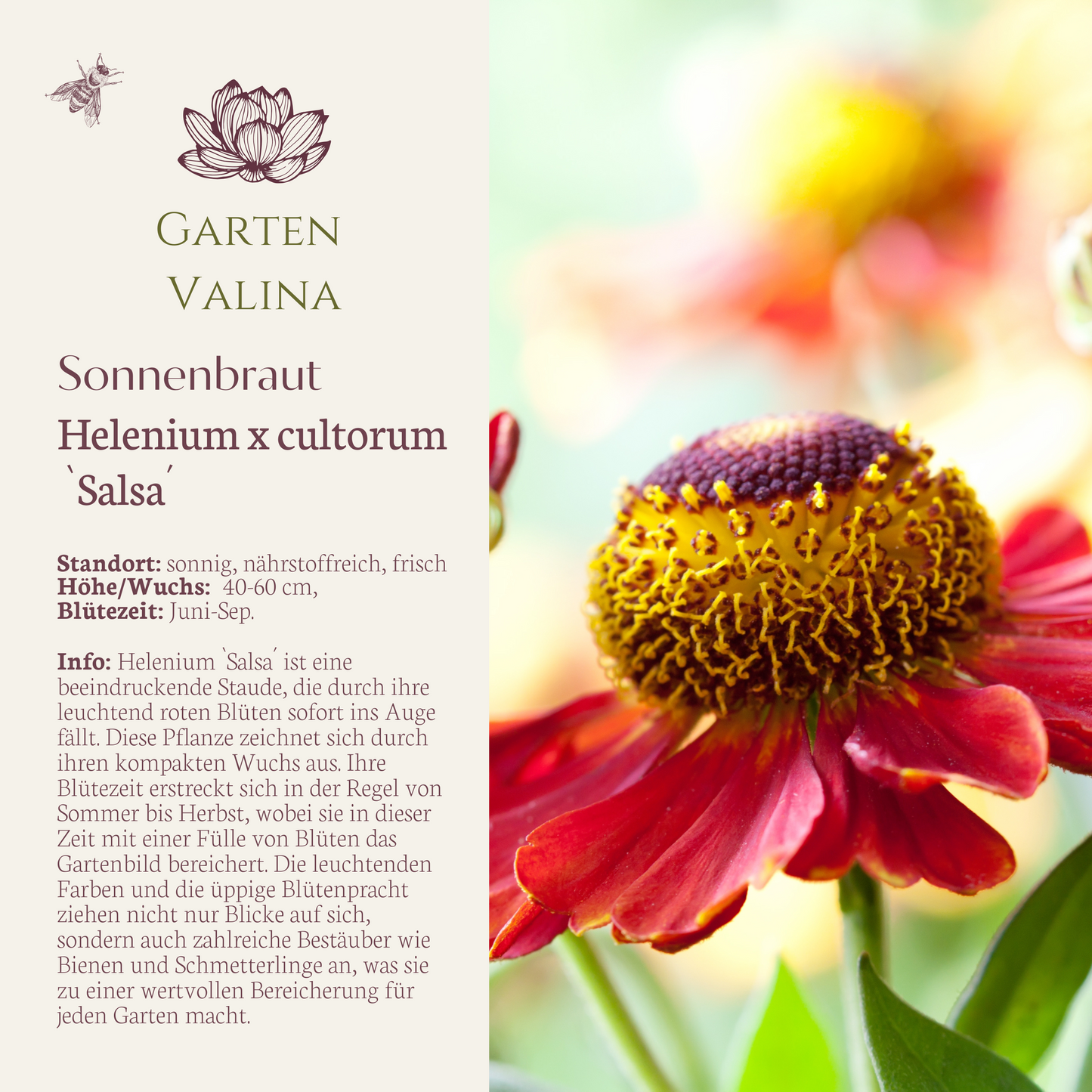 Sonnenbraut `Salsa´