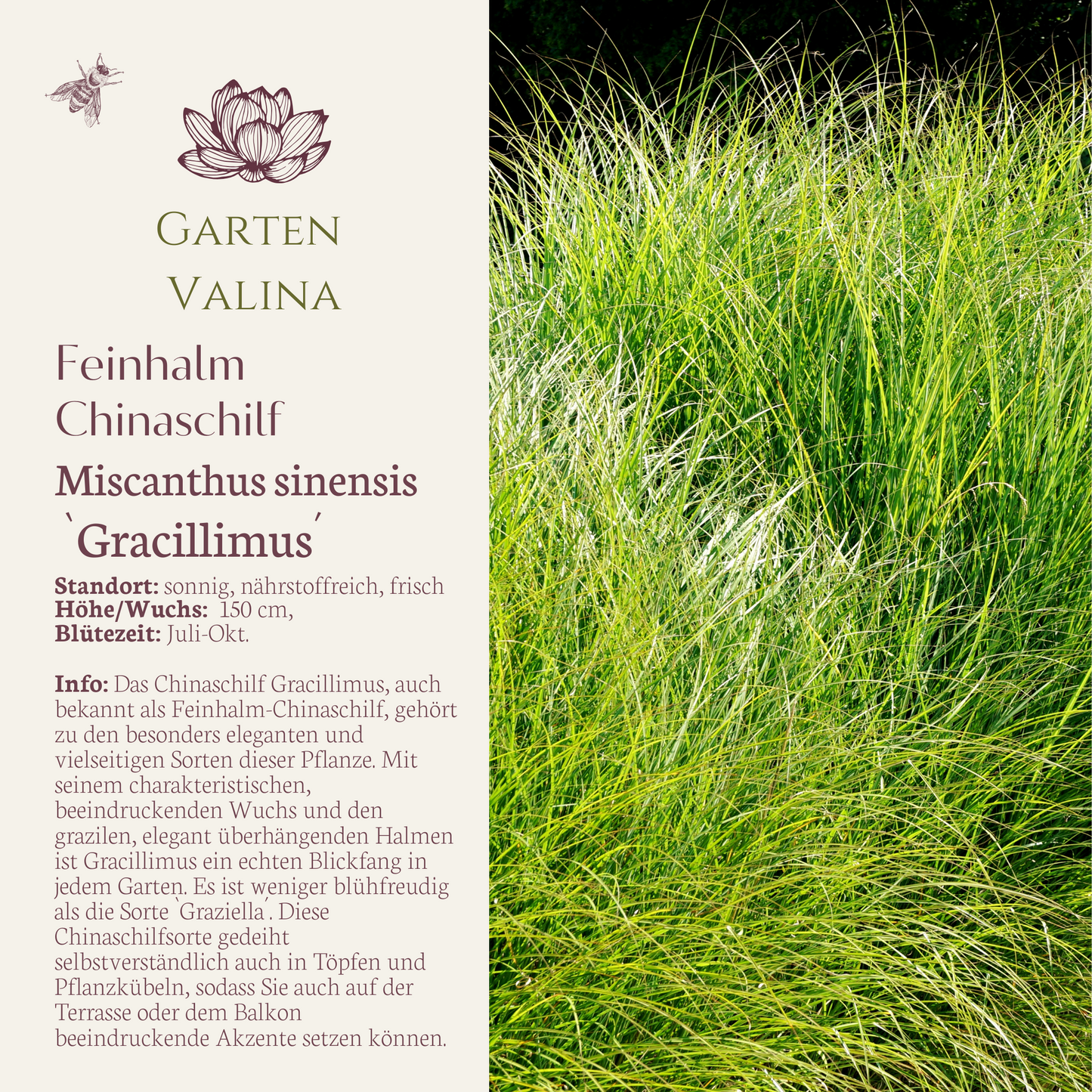 Feinhalm Chinaschilf `Gracillimus´