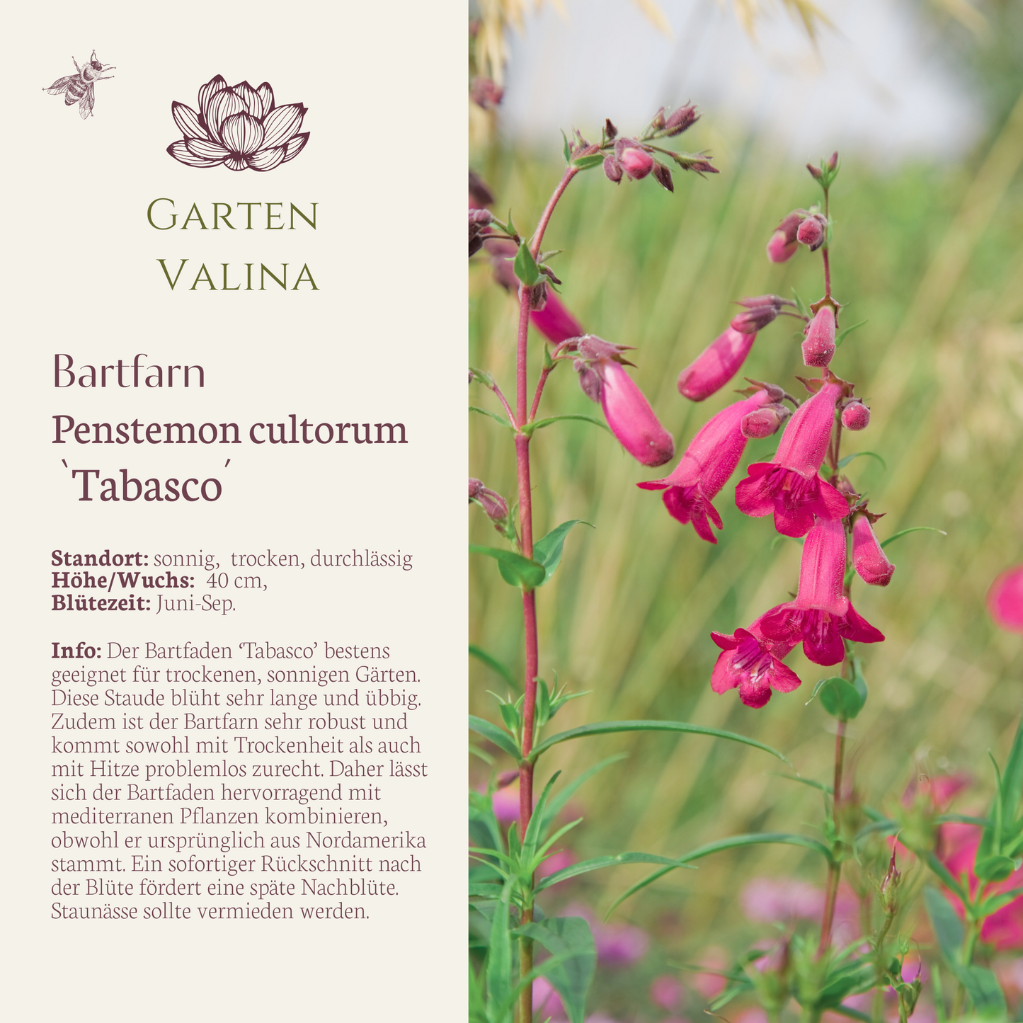 Bartfaden `Tabasco´