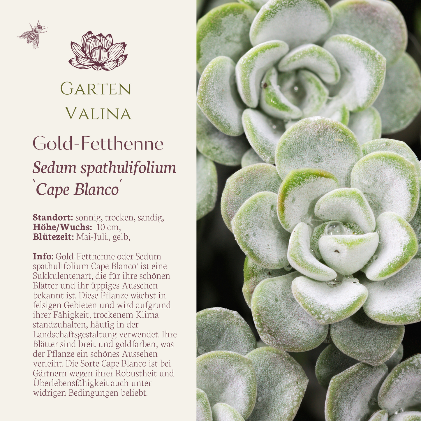Sedum spathulifolium Gold-Fetthenne `Cape Blanco´