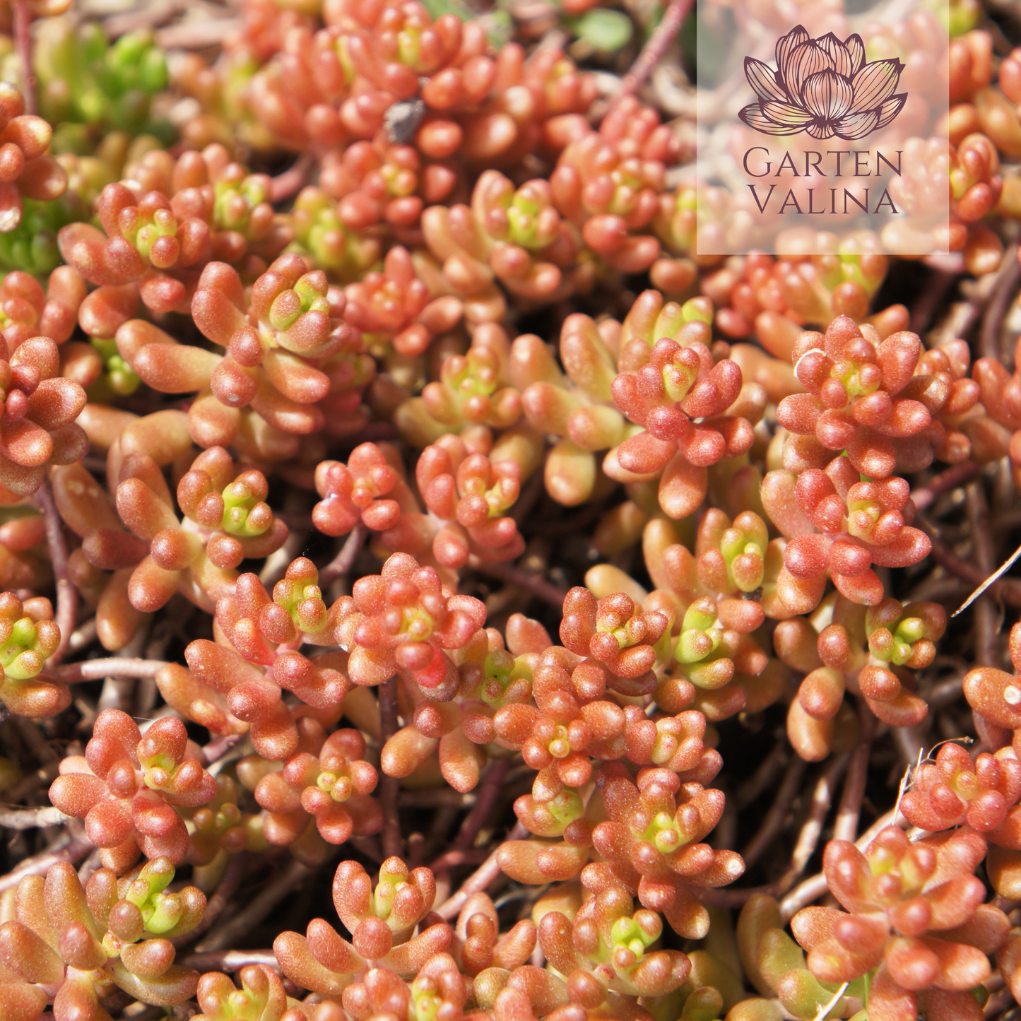 Rotmoossedum `Coral Carpet´