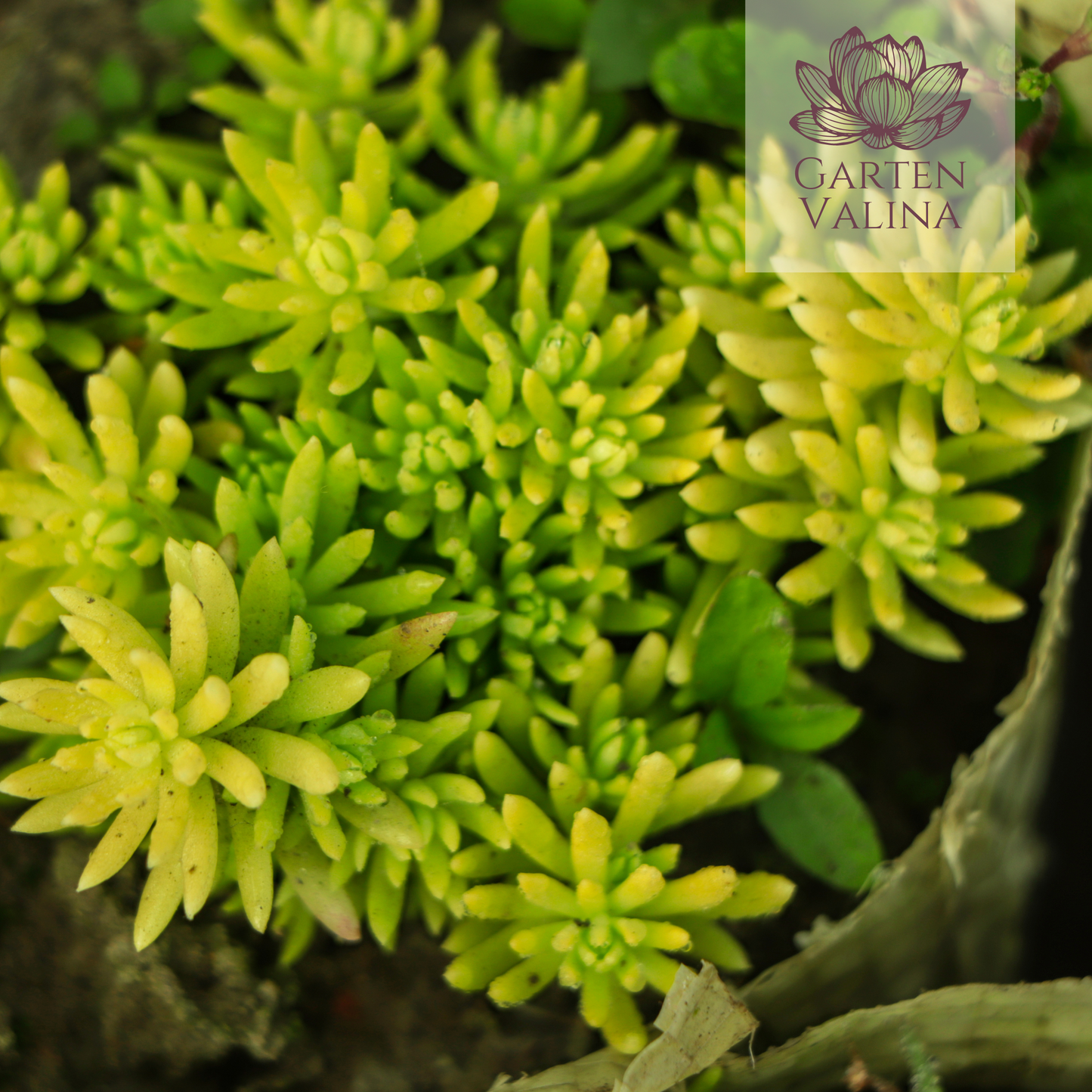 Rotmoossedum `Coral Carpet´