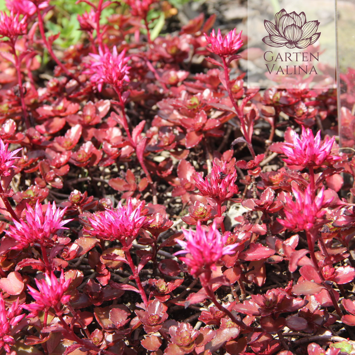 Teppichsedum `Fuldaglut´