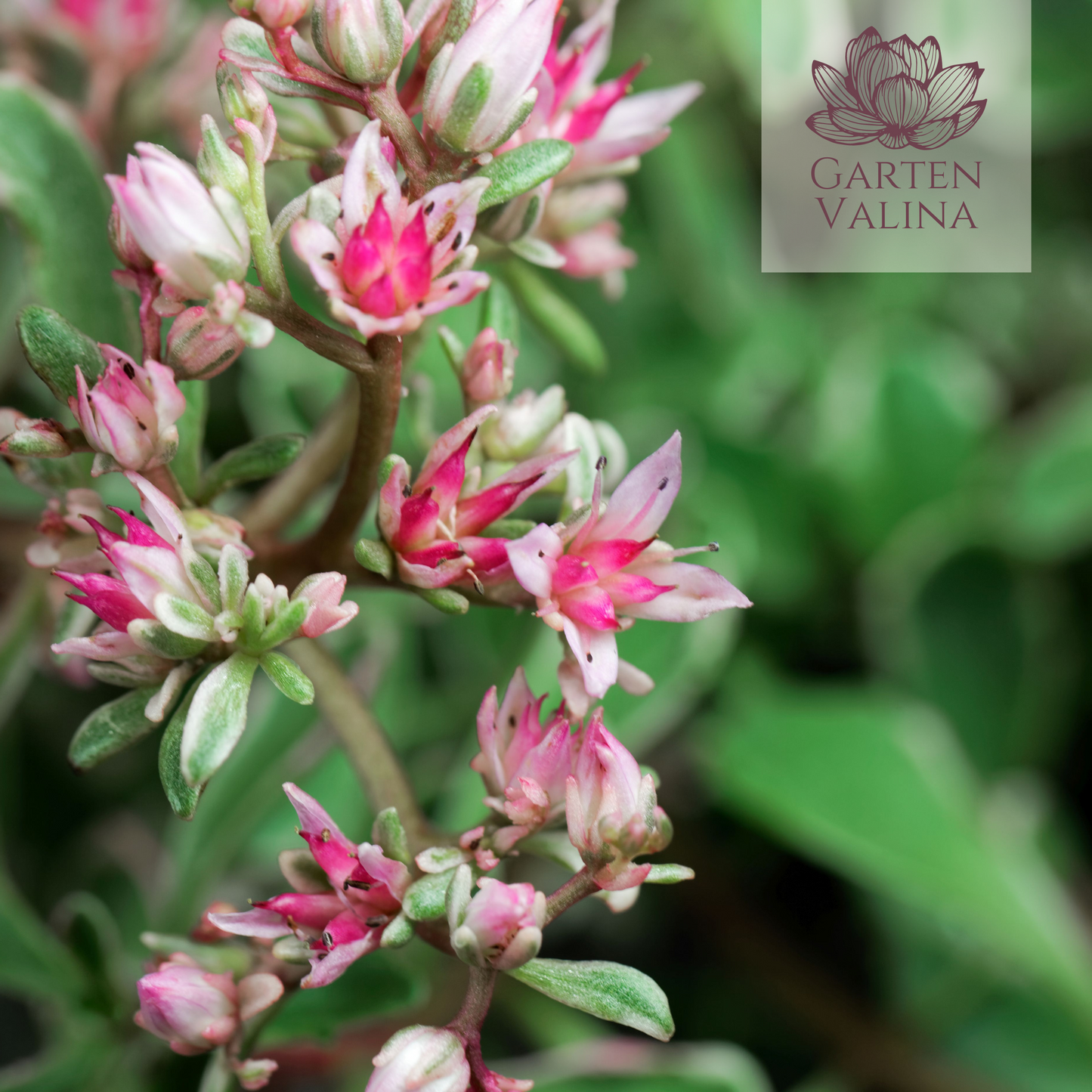 Teppichsedum `Fuldaglut´